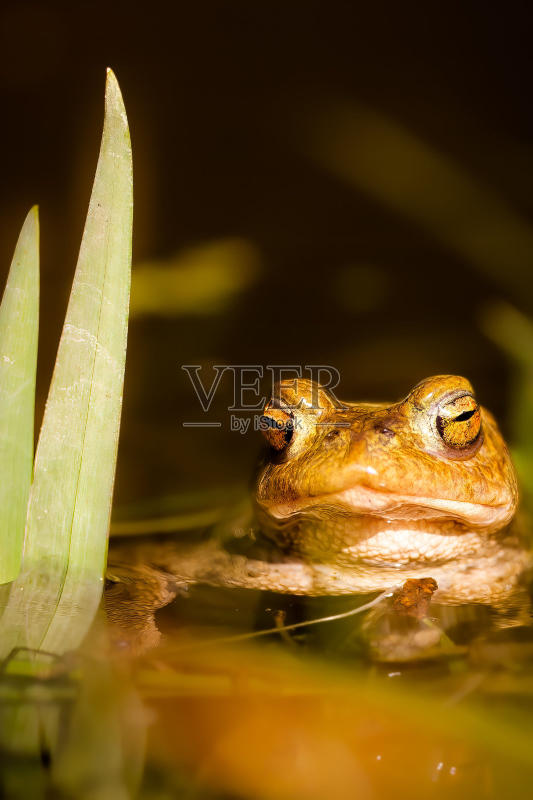 垂直拍摄的一只青蛙栖息在一块岩石在浅水的身体照片摄影图片