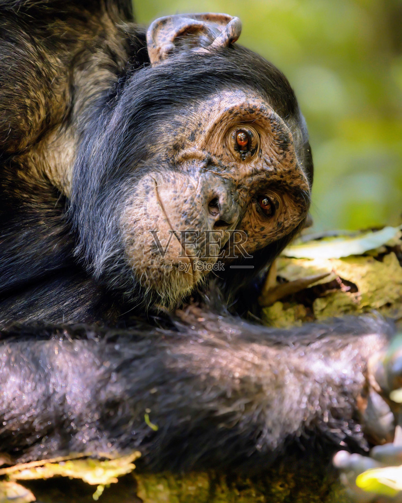 一只小猴子在树枝上休息的特写照片摄影图片