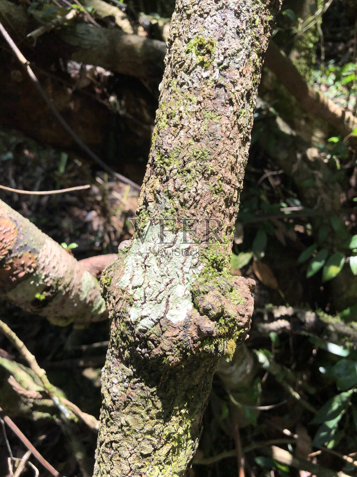 树上的苔藓照片摄影图片