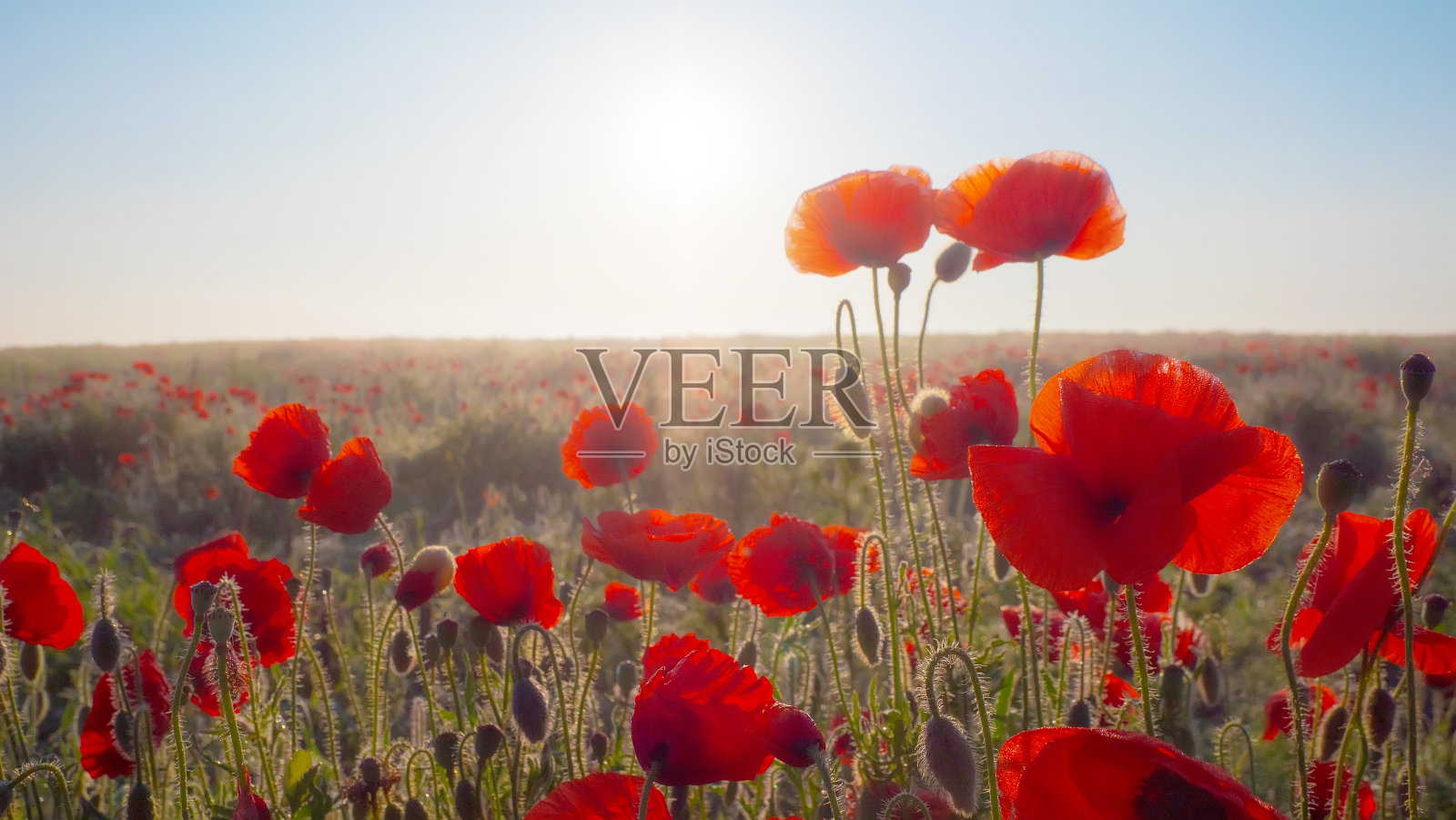 红色的罂粟。照片摄影图片