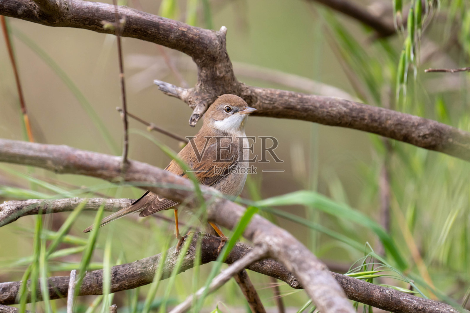 常见的白喉莺照片摄影图片