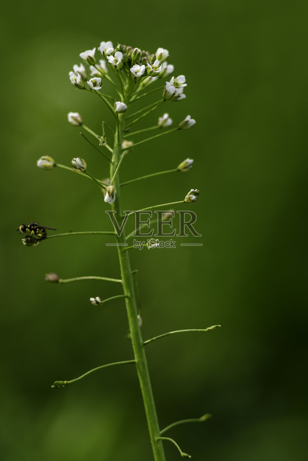 宏观特写绿色草地与荠菜，荠菜之花。自然背景，野生草田野绿白色花杂草心形豆荚药用植物。照片摄影图片