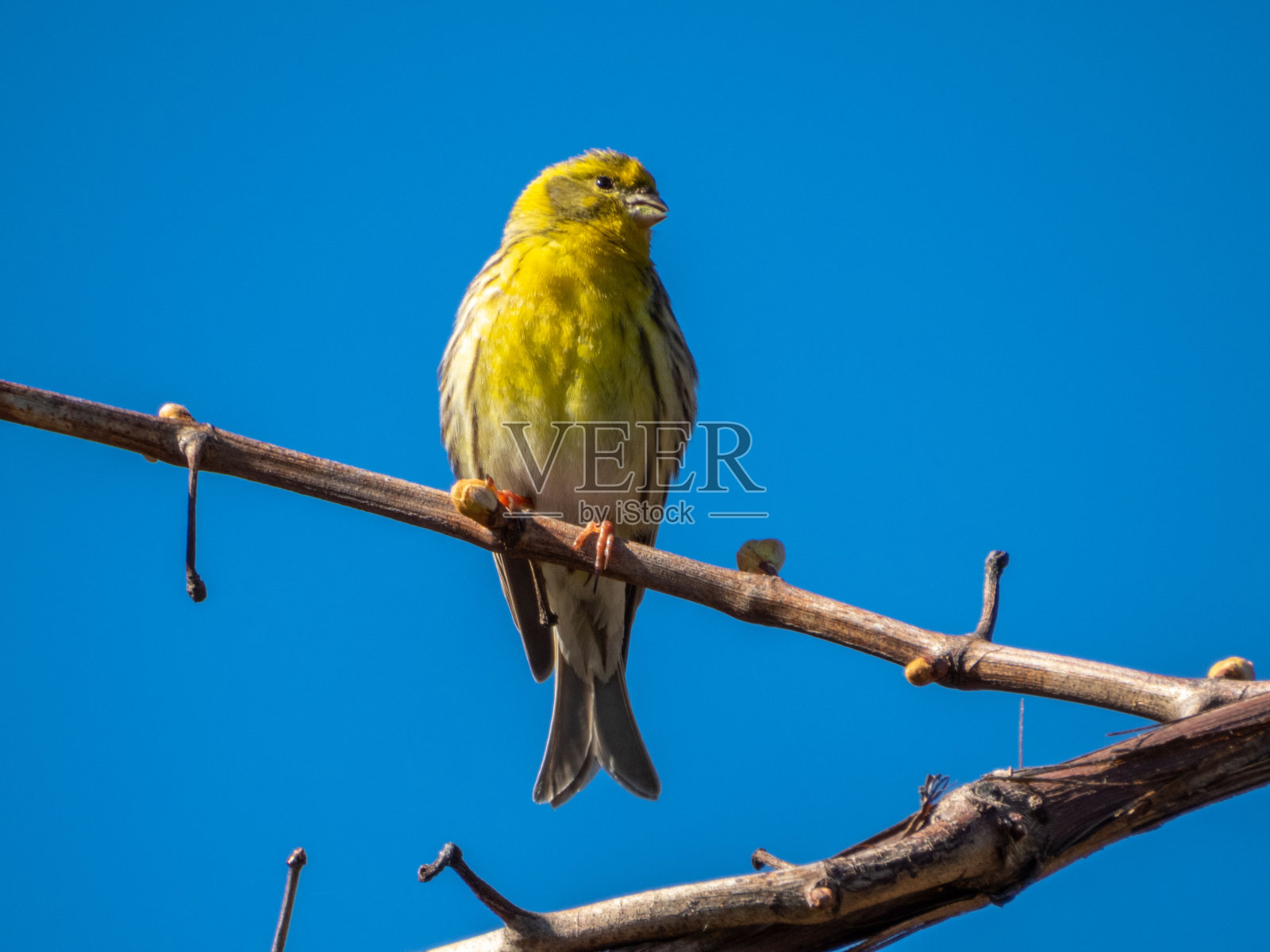 欧洲“小金翅”照片摄影图片