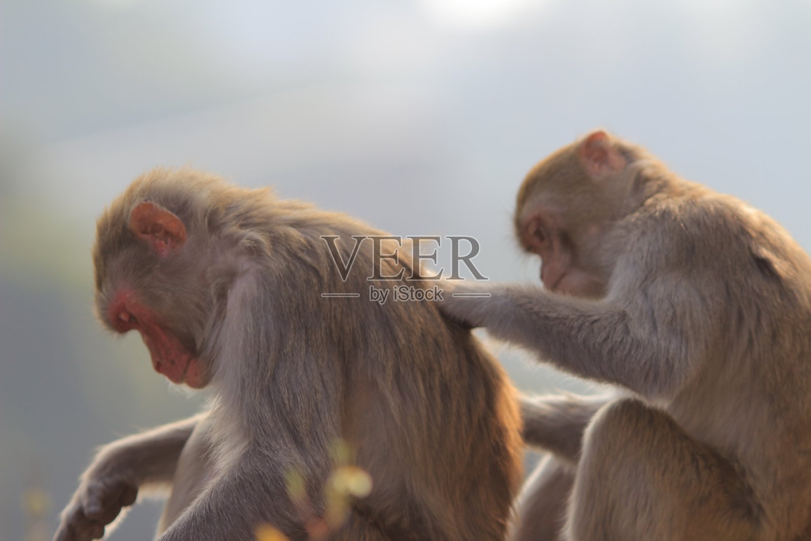 香港九龙金山郊野公园的野生猴子照片摄影图片