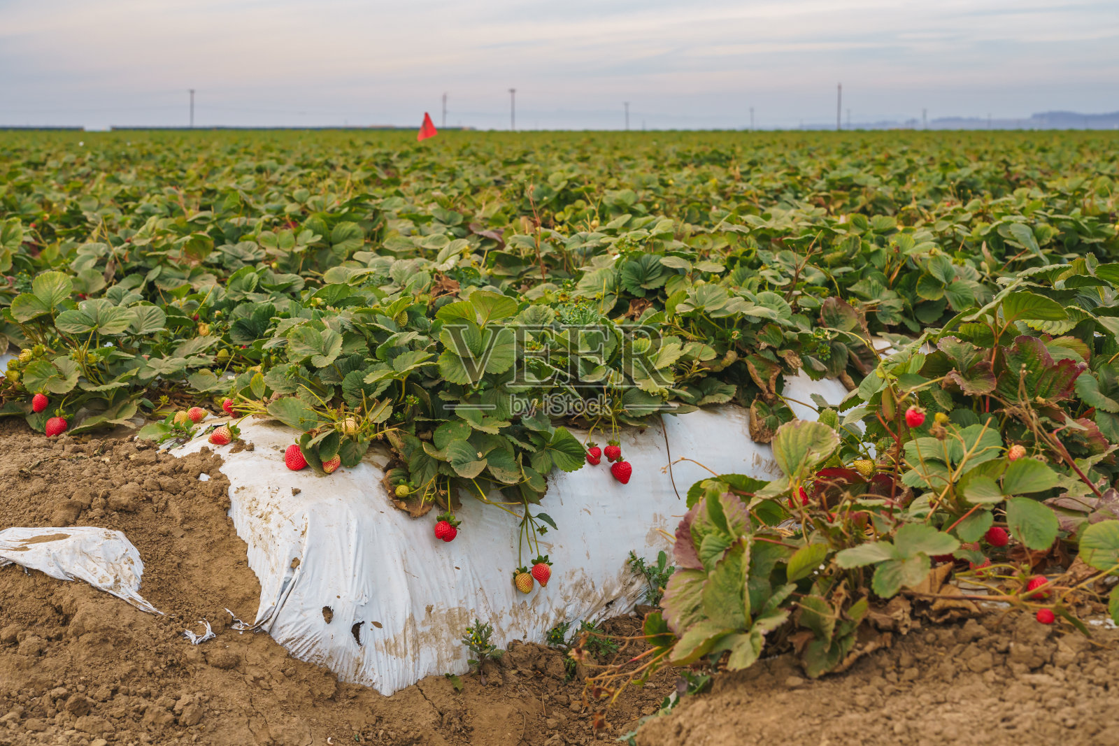 农业大田草莓植物。一排排的塑料覆盖着草莓山照片摄影图片