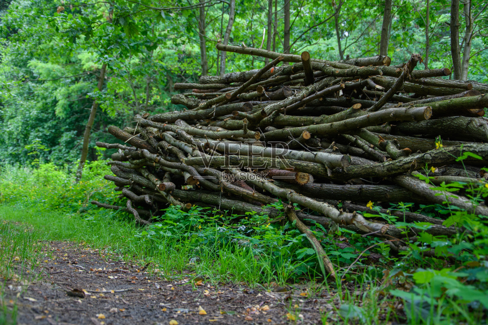 漆黑的森林和砍下来的树木储存在小路旁照片摄影图片