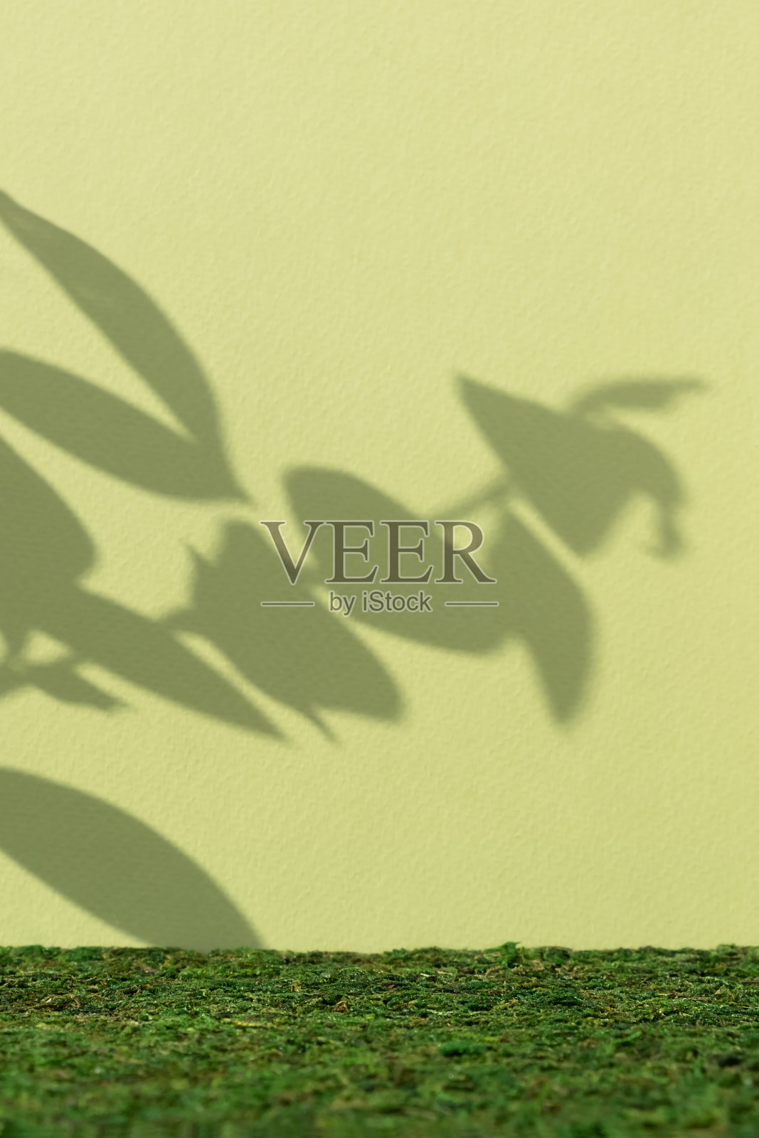 青苔在绿色背景上的空景与植物叶子的阴影。产品推广、美容、天然生态化妆品的优质平台。陈列柜，陈列柜。照片摄影图片