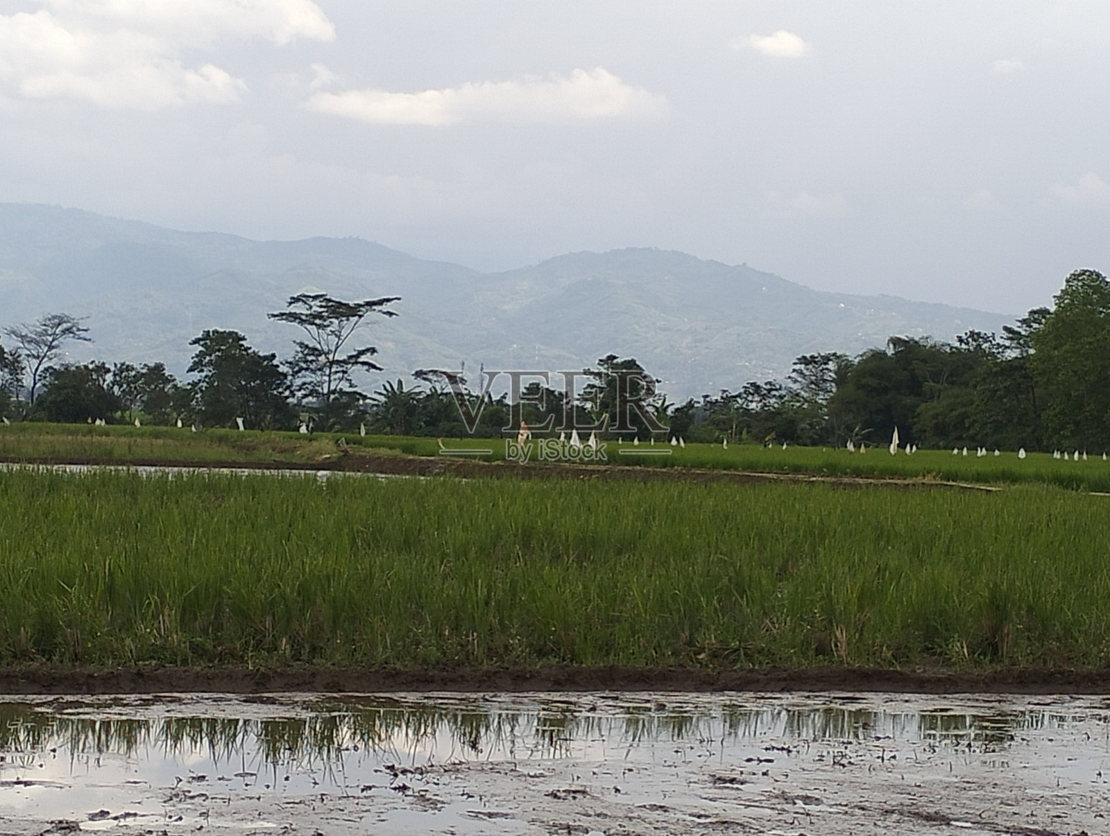 Sawah dan gunung照片摄影图片