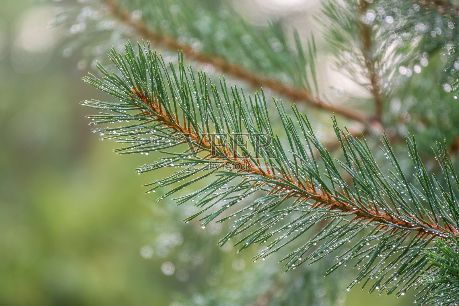 雨后松枝上的水珠照片摄影图片