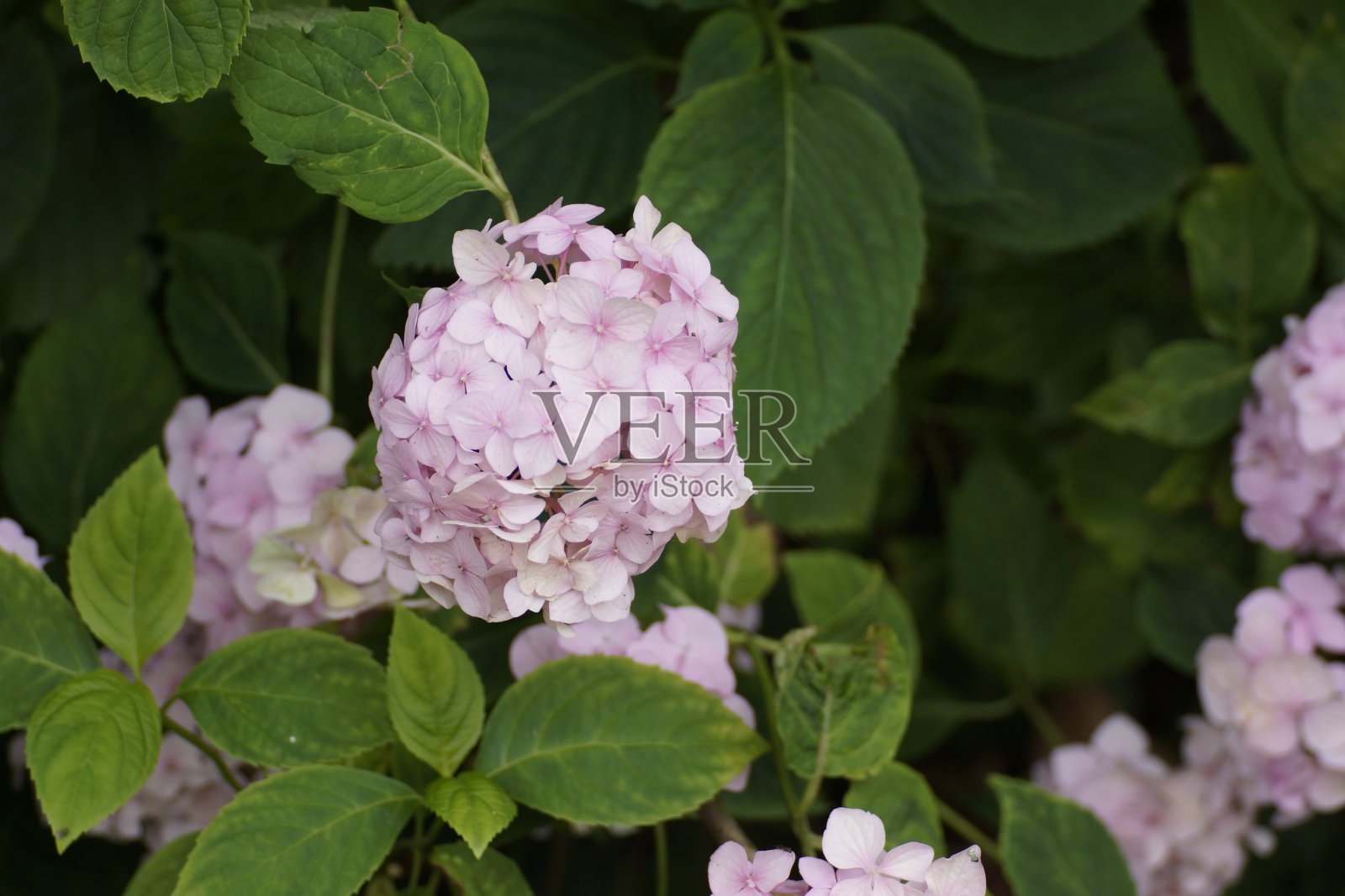 绣球花macrophylla照片摄影图片