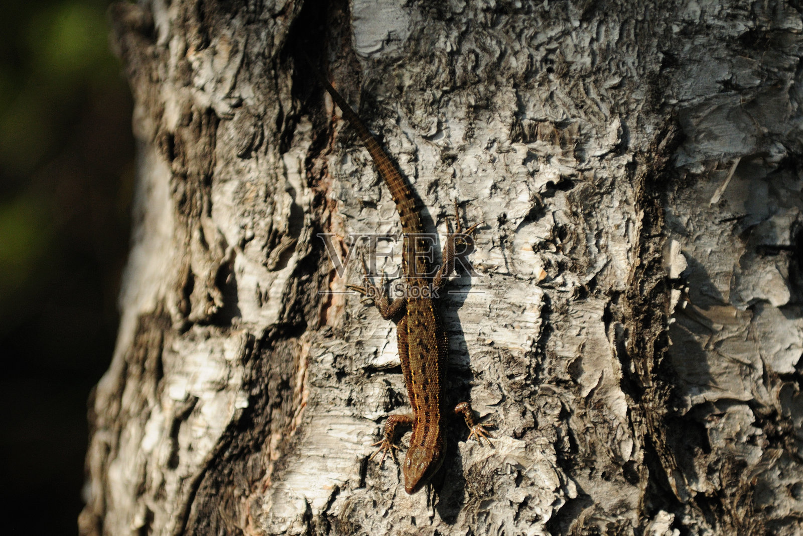 蜥蜴在芬兰奥兰卡国家公园的树皮上爬行照片摄影图片