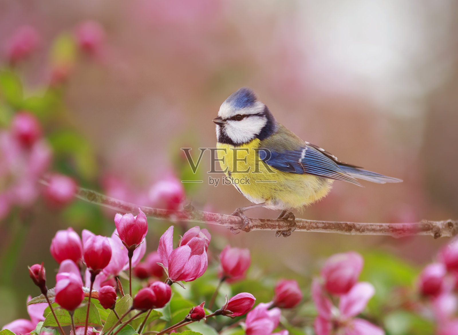 在春花盛开的花园里，一只蓝色的小鸣禽栖息在一棵苹果树枝上，枝头结满了玫瑰花蕾照片摄影图片