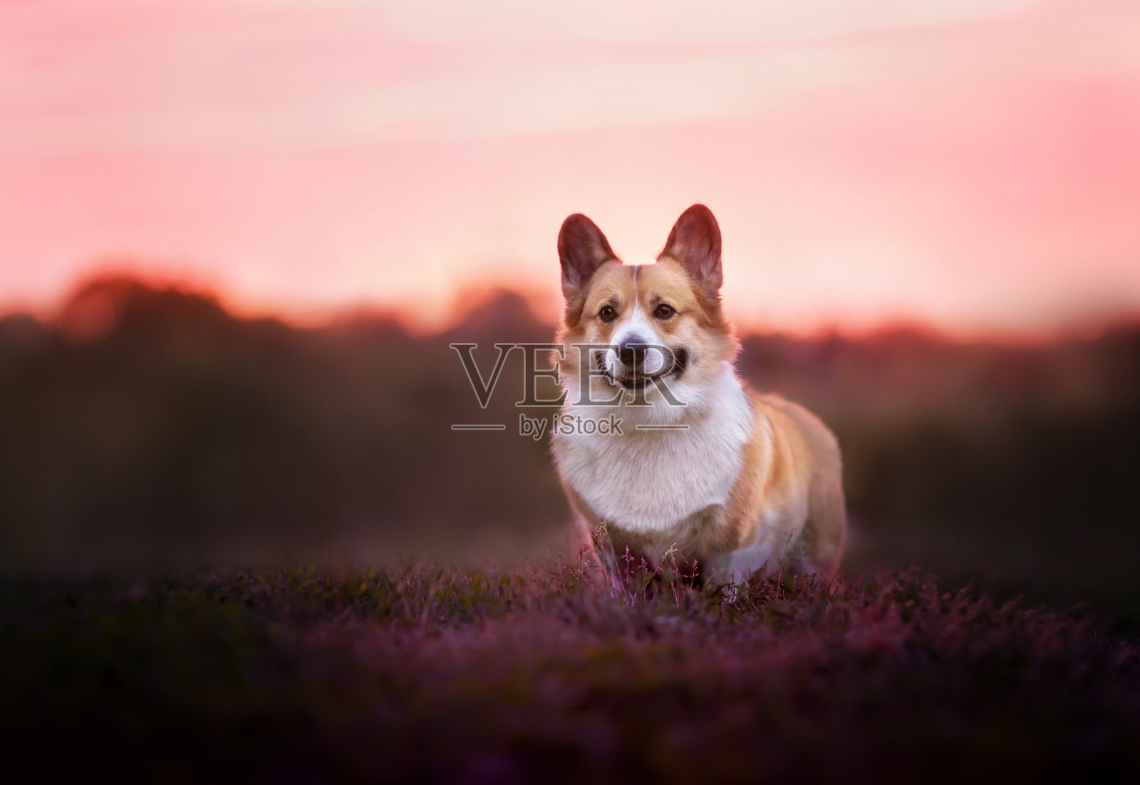 可爱的柯基狗彭布罗克站在夕阳下薰衣草的田野上照片摄影图片