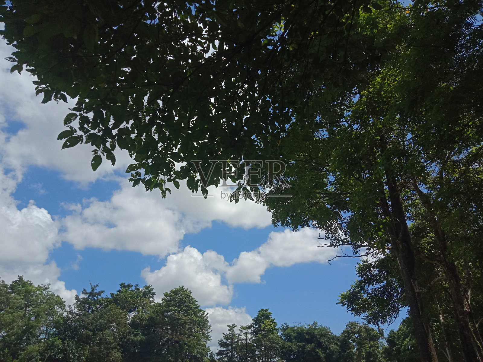 美丽的绿叶树与蓝天云的背景。自然背景照片摄影图片