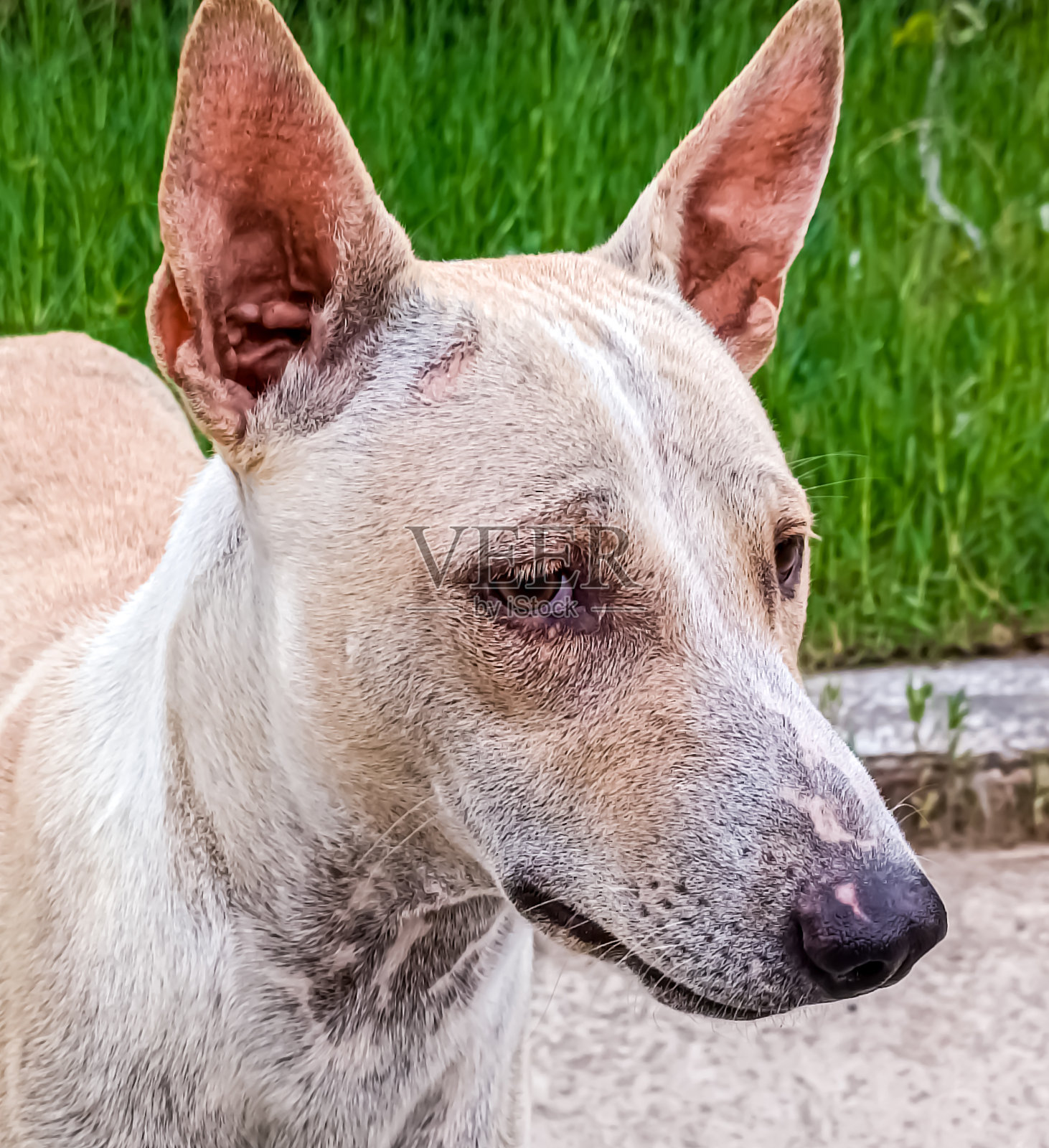 狗照片摄影图片