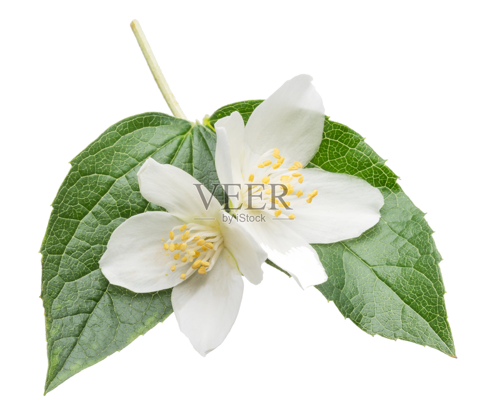 盛开的茉莉花枝与茉莉花叶孤立在白色背景。照片摄影图片