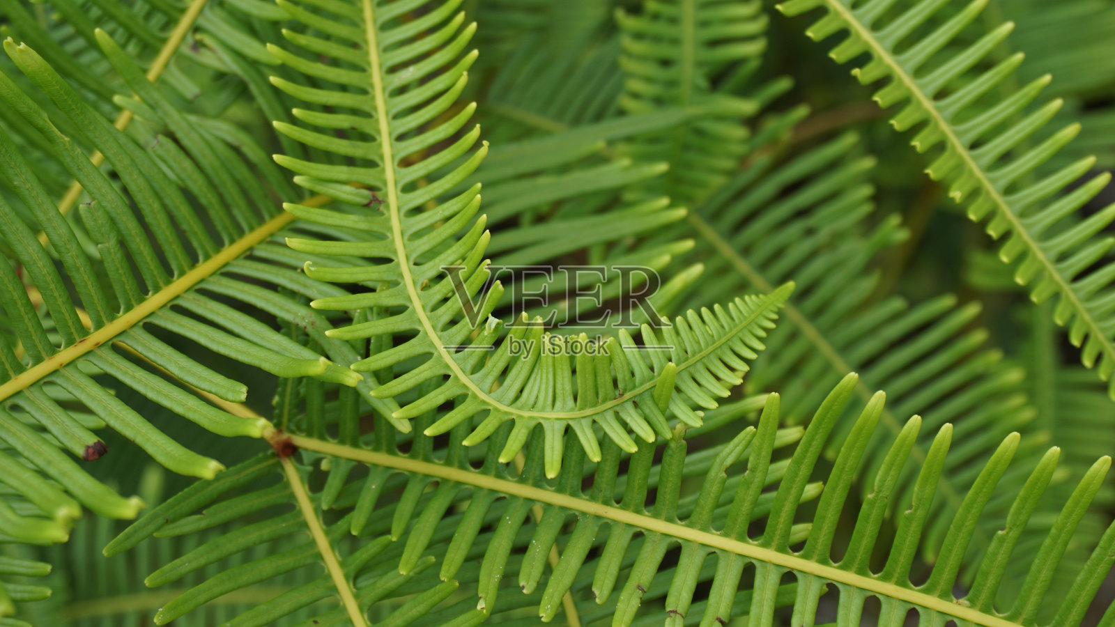 背景的框架填充绿色蕨类树叶照片摄影图片