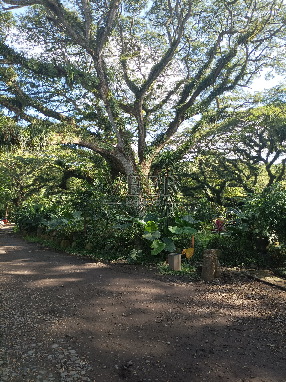 格林公园照片摄影图片