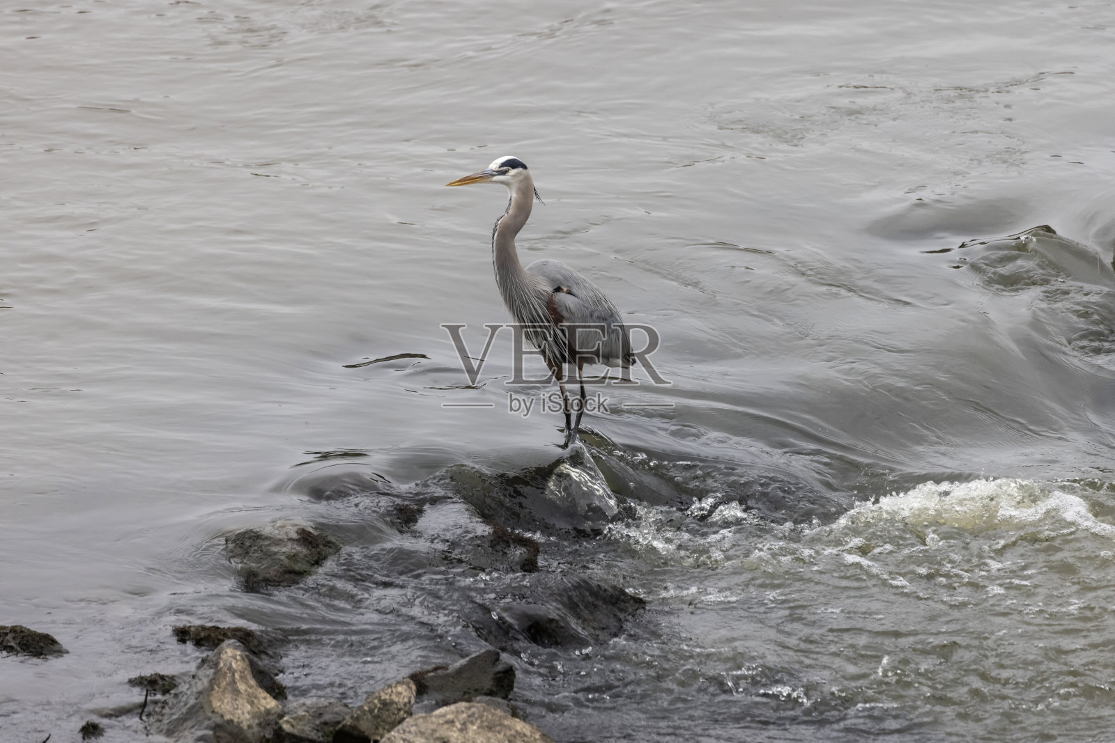 大蓝鹭照片摄影图片