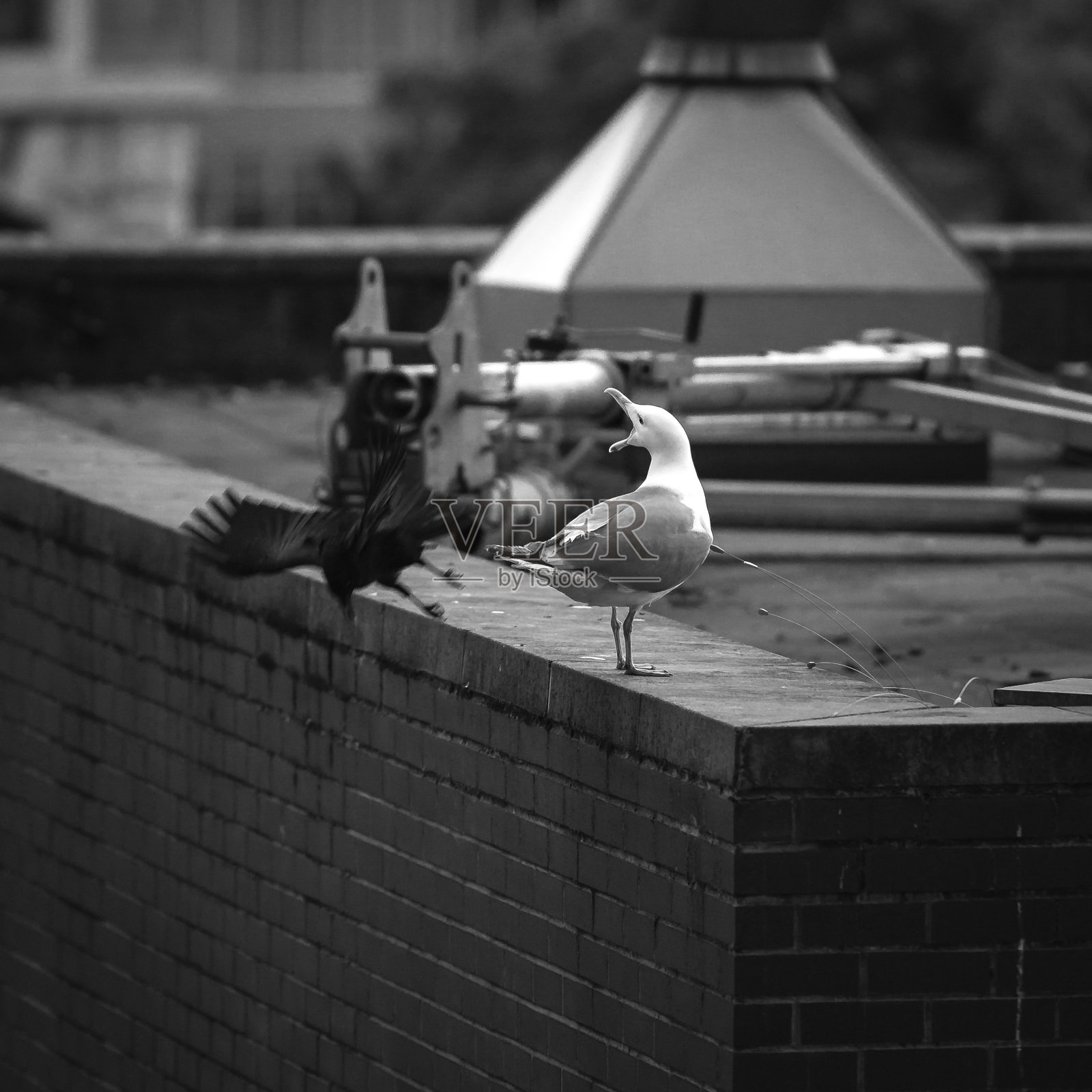 轮……喜欢……50岁或更多照片摄影图片