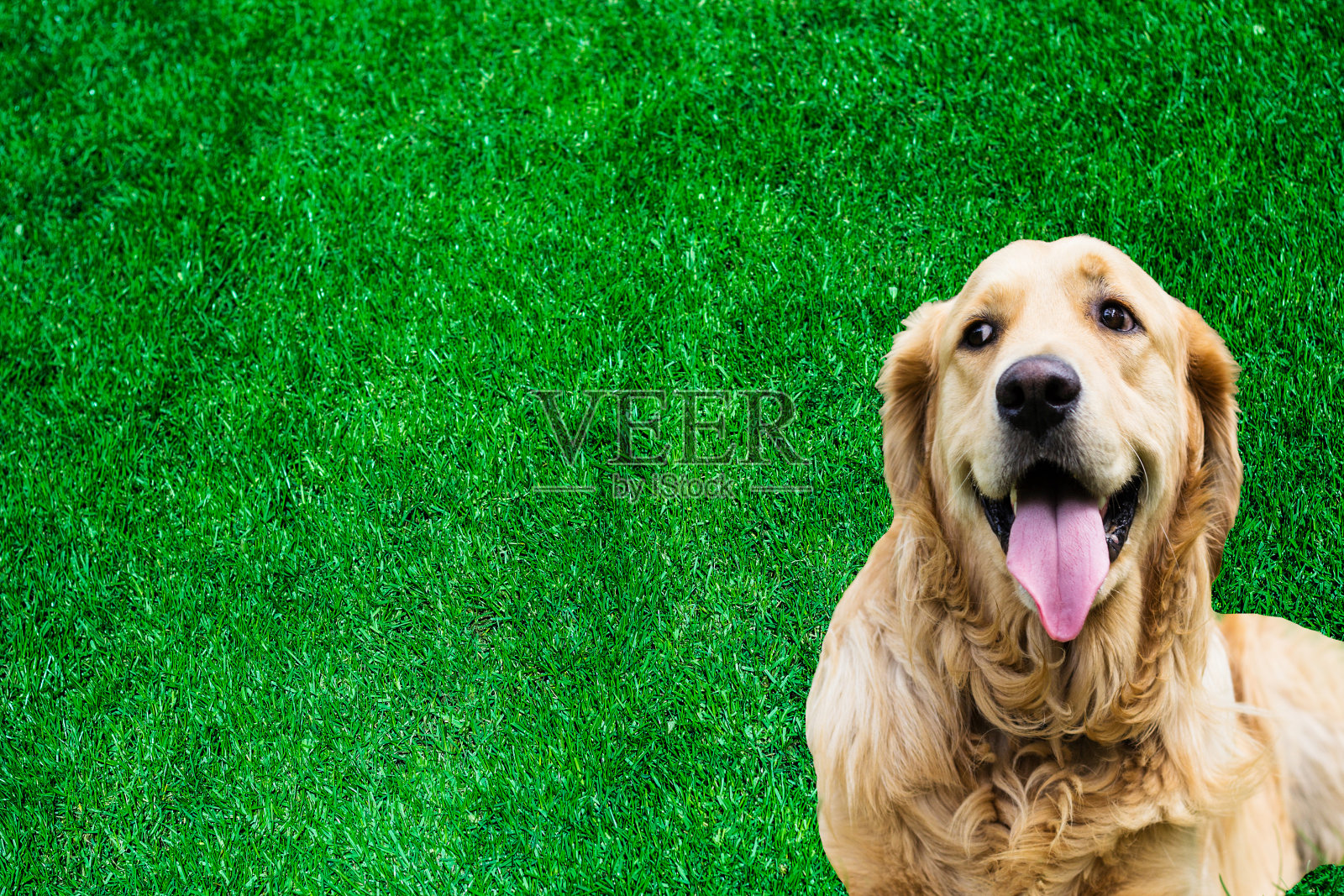 金毛猎犬肖像在草地背景照片摄影图片