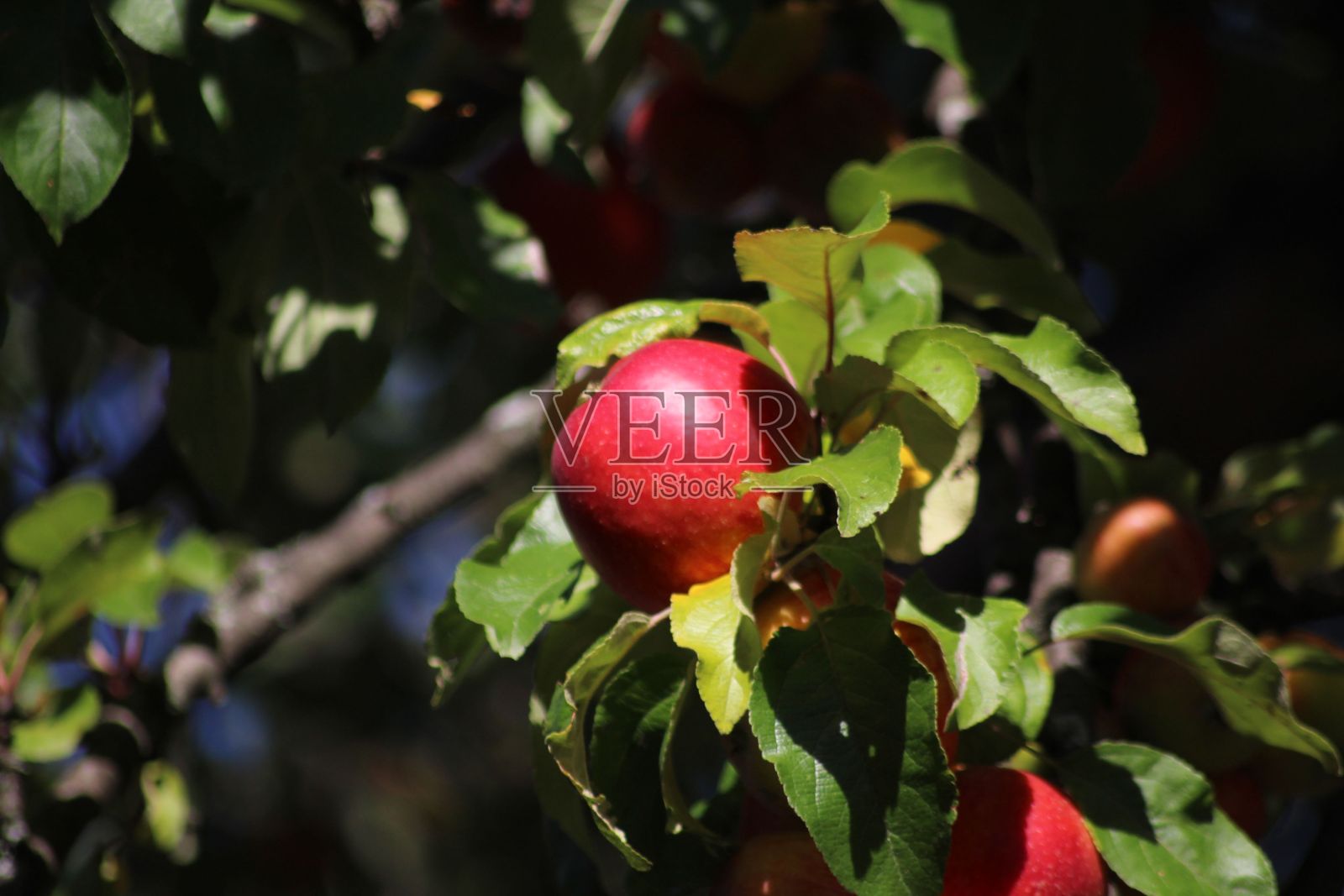 果园里一个苹果挂在树枝上的特写照片摄影图片
