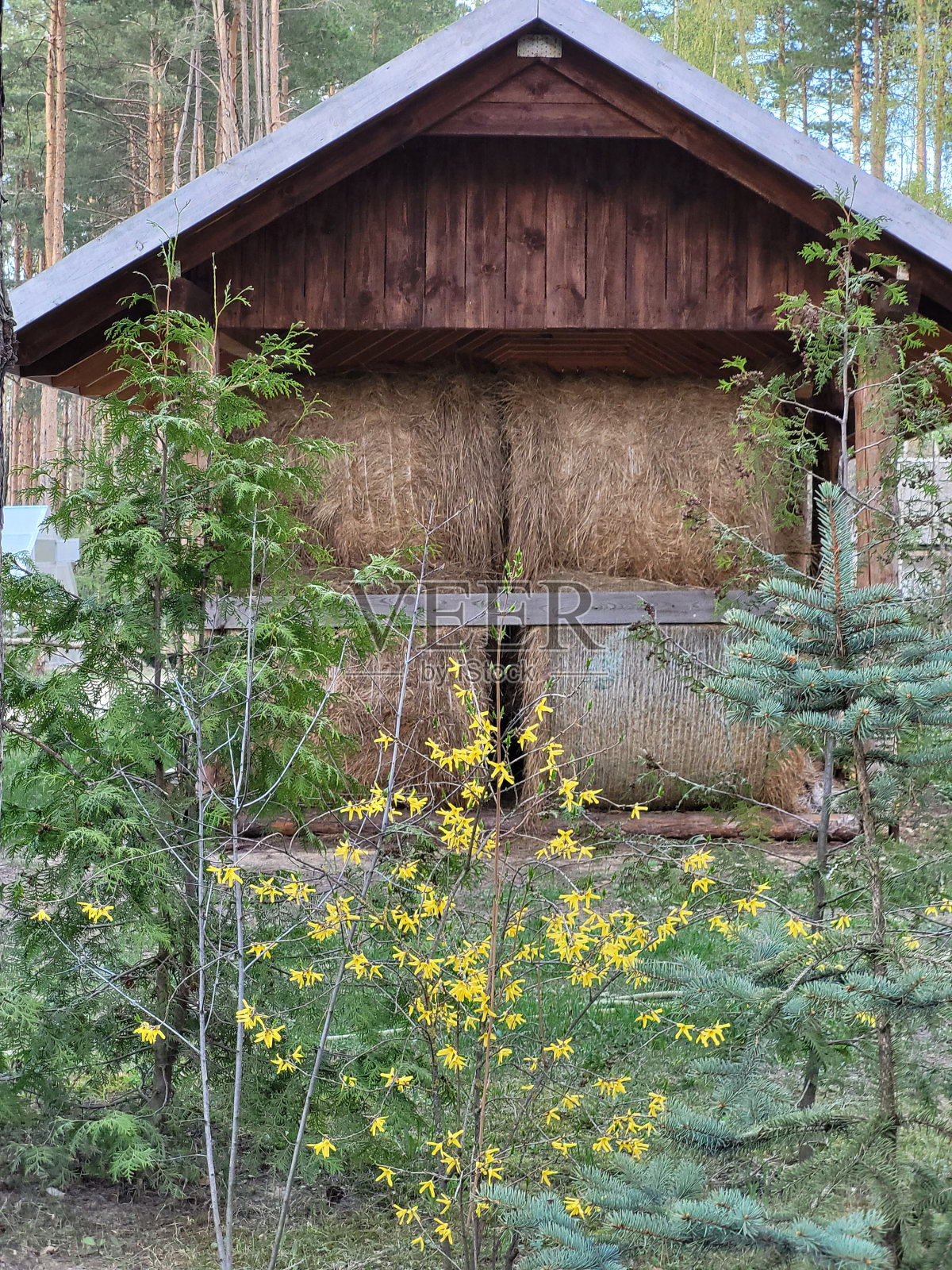 可观赏城市公园景观和建筑照片摄影图片
