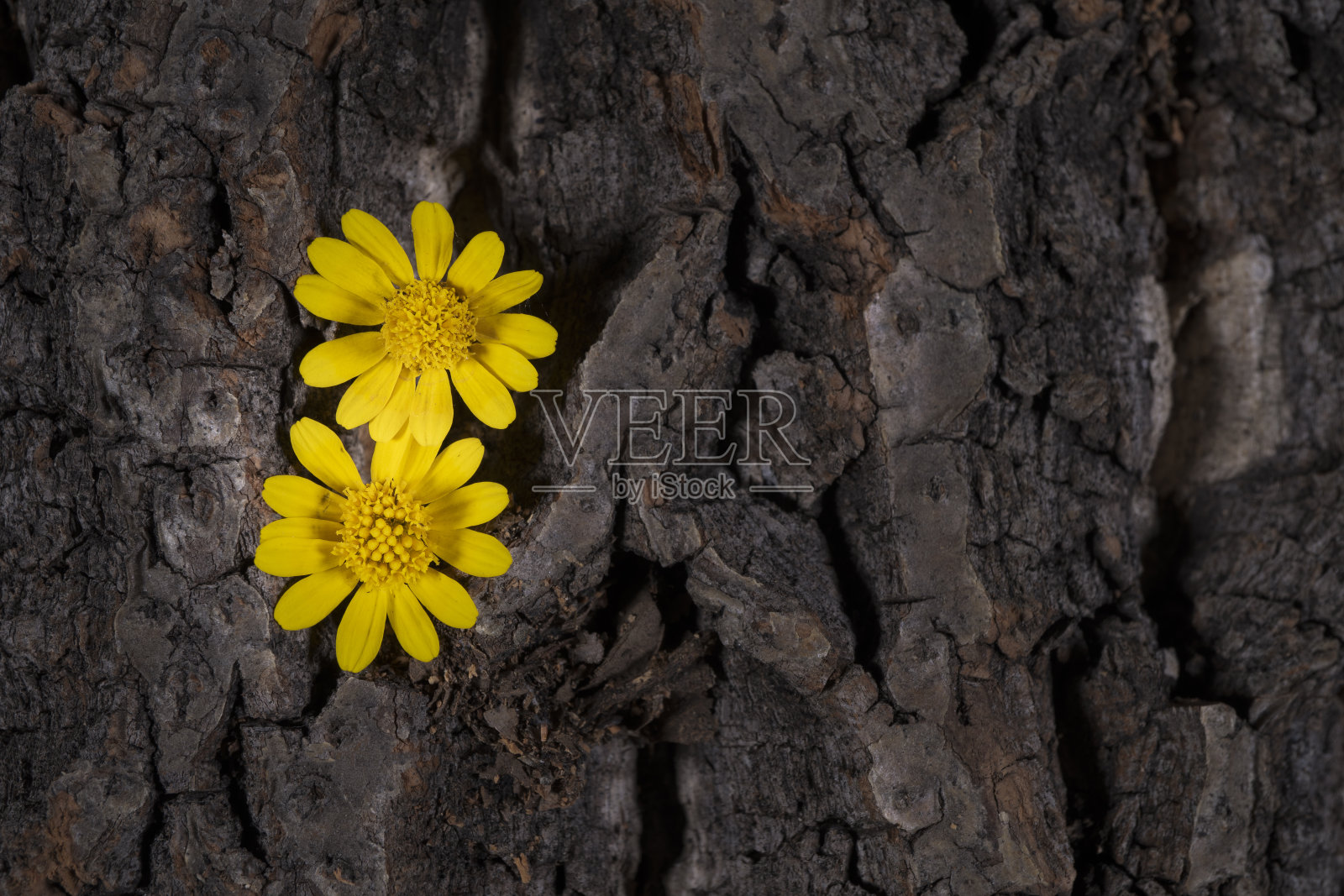 小黄花在软木树皮背景与对比色和纹理照片摄影图片