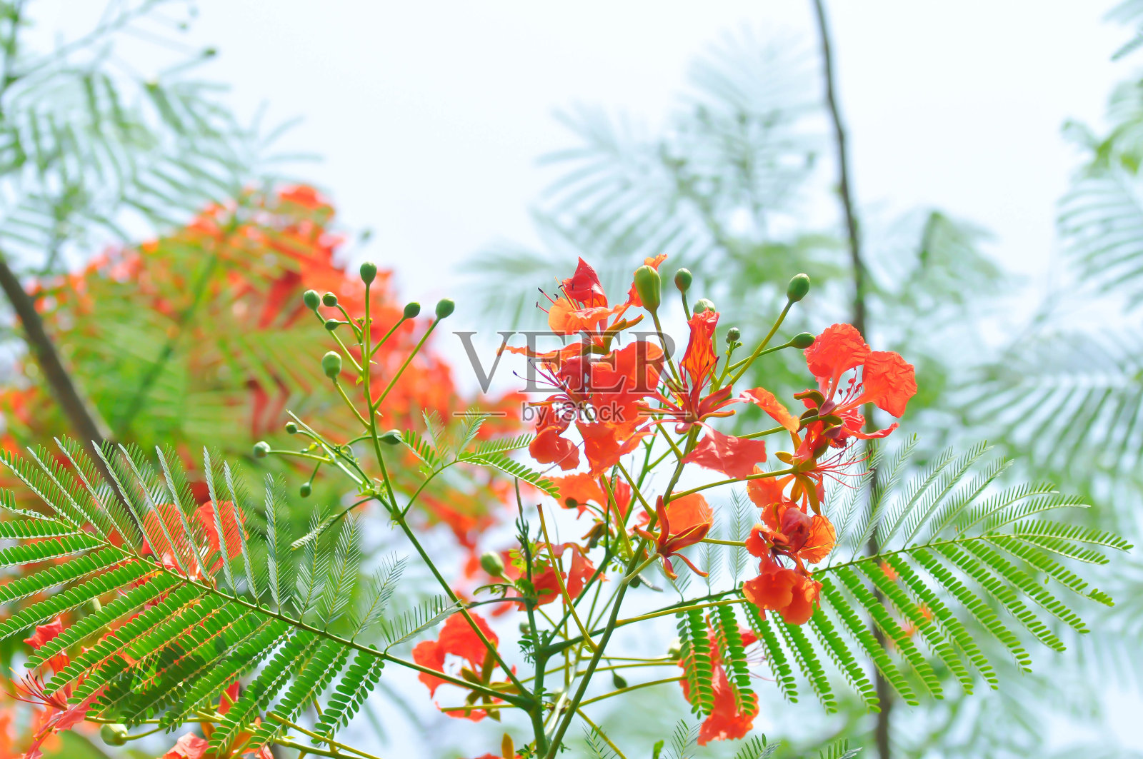 巴巴多斯骄傲：矮金凤花照片摄影图片