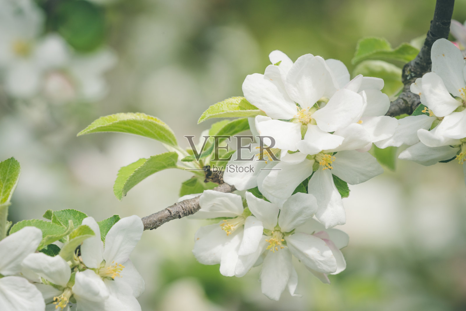 美丽的苹果树花和春天忙碌的蜜蜂照片摄影图片