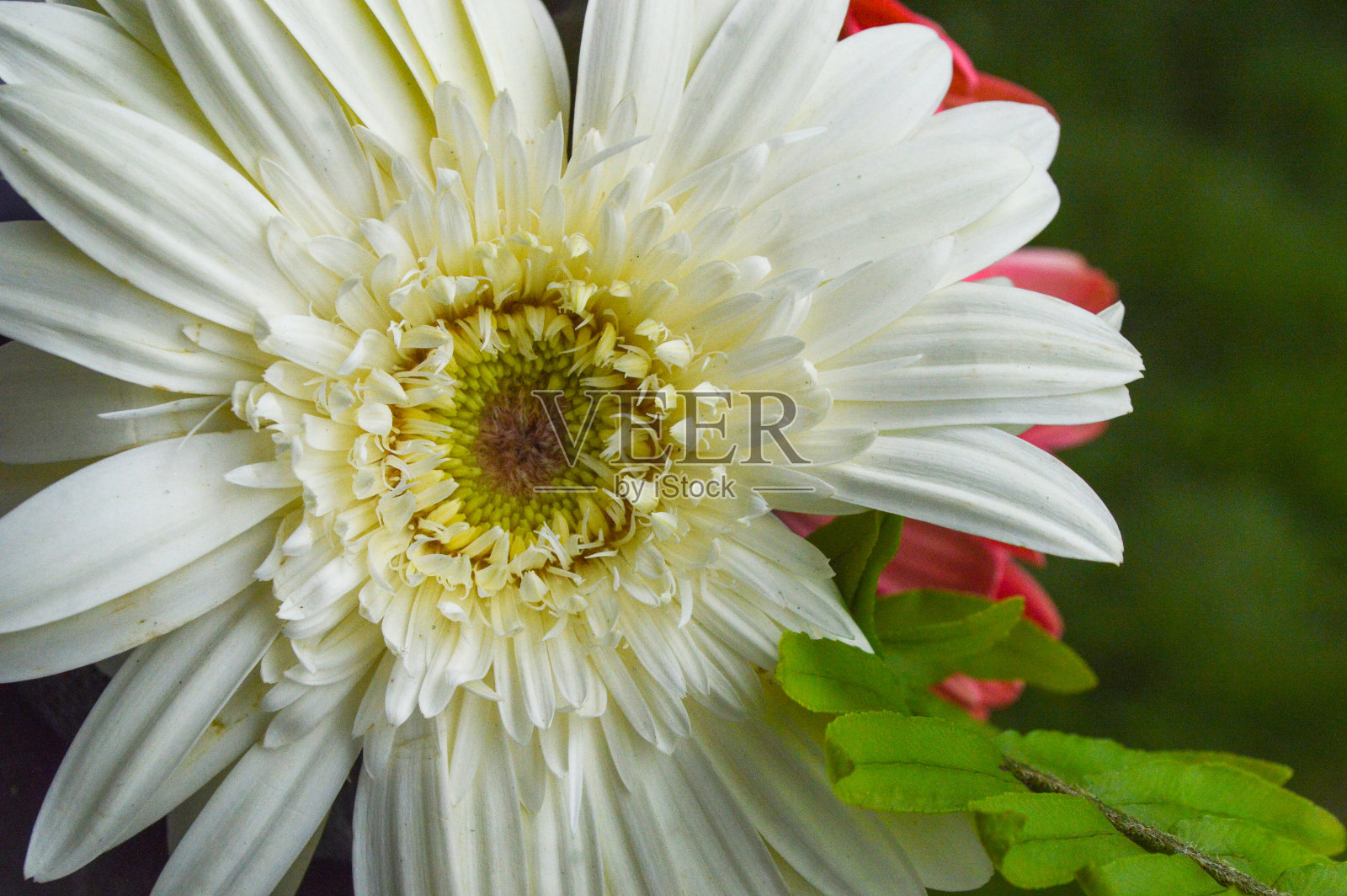 美丽的白色非洲菊被称为非洲菊照片摄影图片