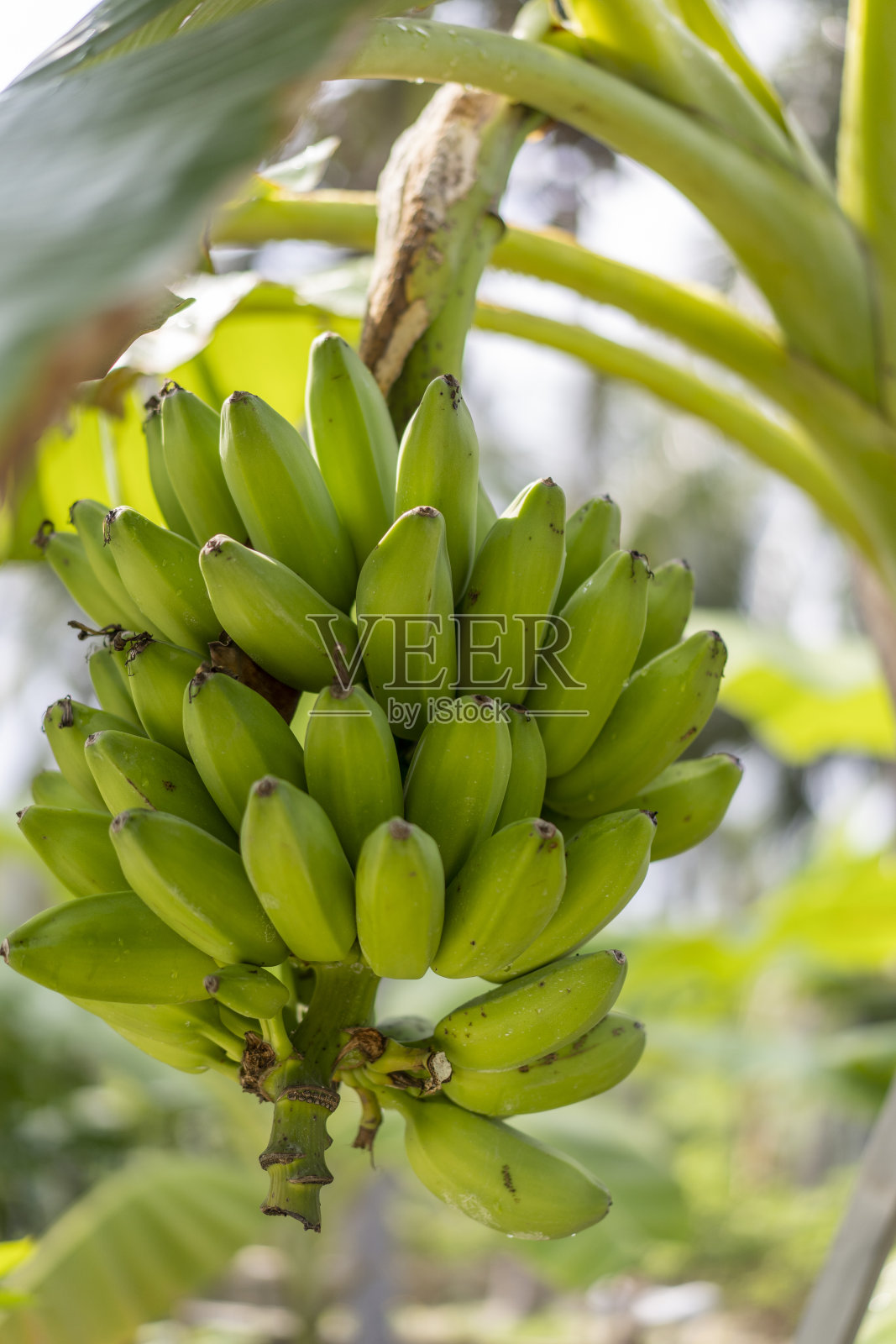 在马尔代夫度假胜地的一个有机花园里，一根未成熟的香蕉照片摄影图片