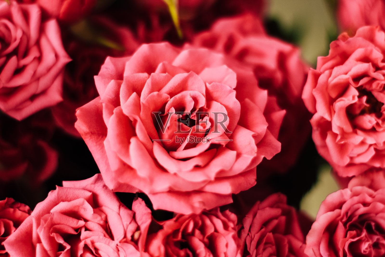 白色背景上的小粉红玫瑰，有文字的地方照片摄影图片