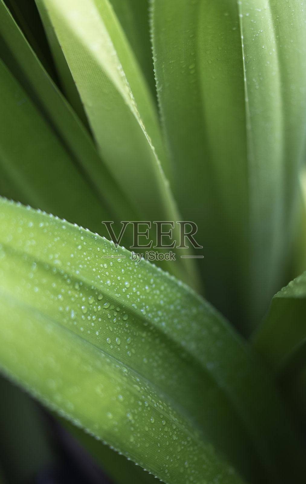 自然抽象的背景与棕榈树叶在阴影照片摄影图片