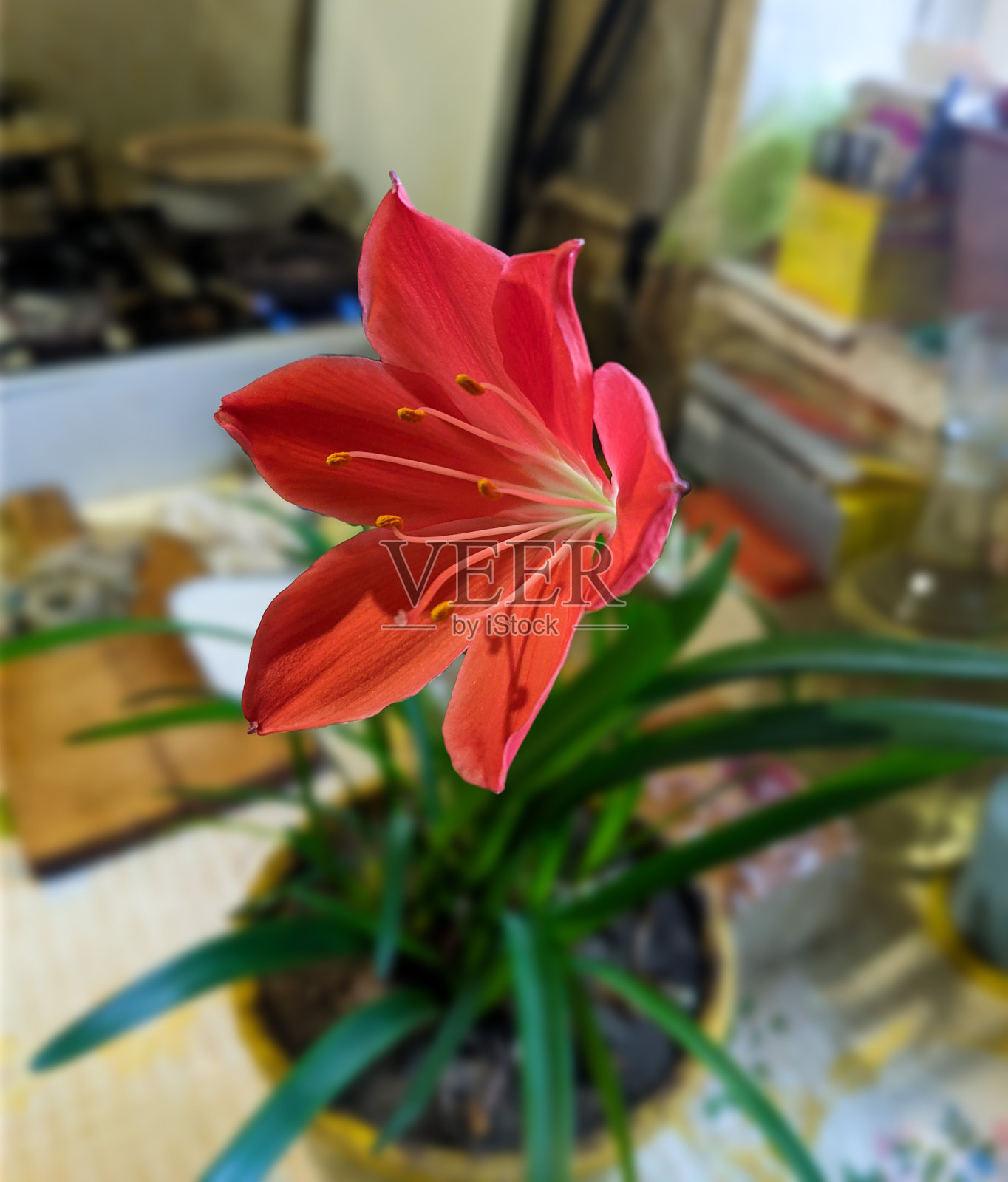 火百合或乔治百合照片摄影图片