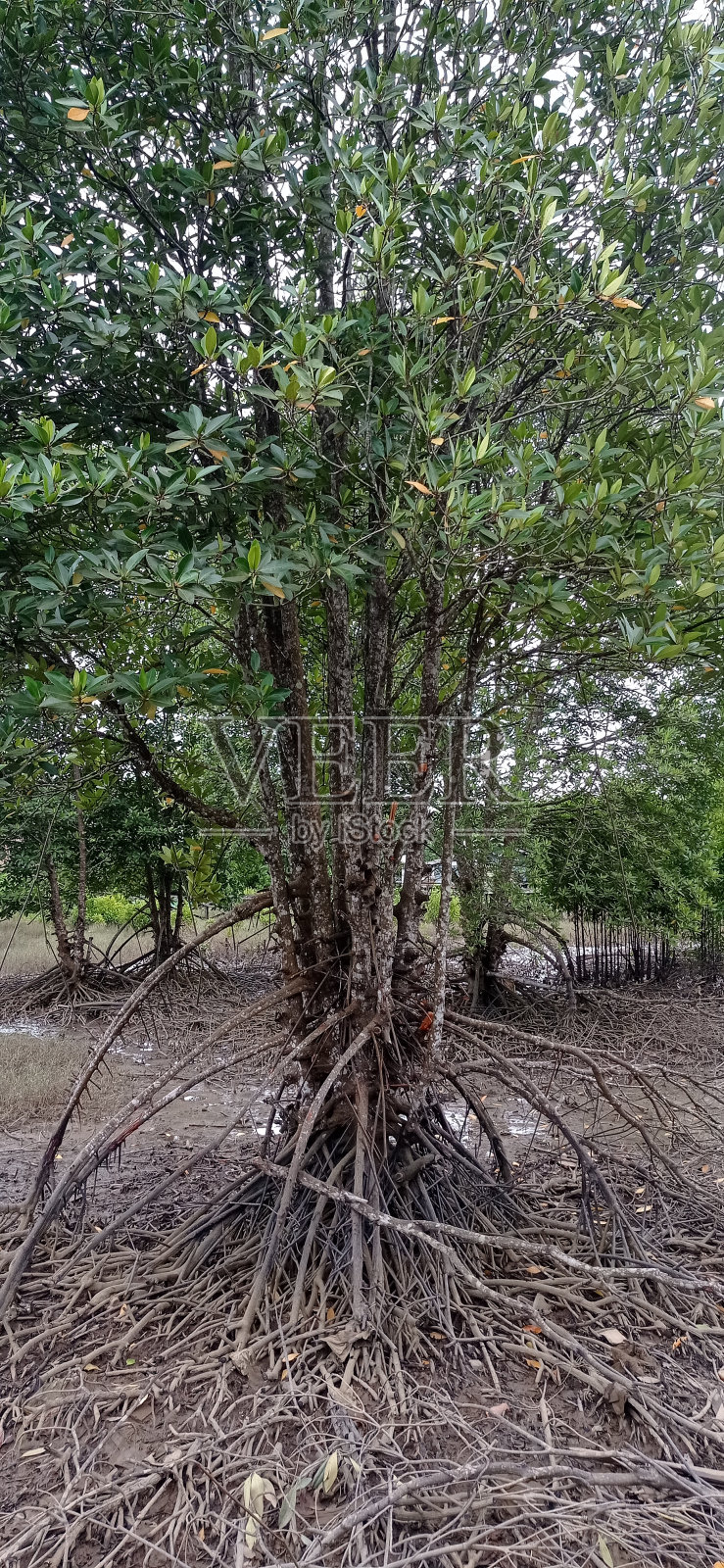 树红树林照片摄影图片