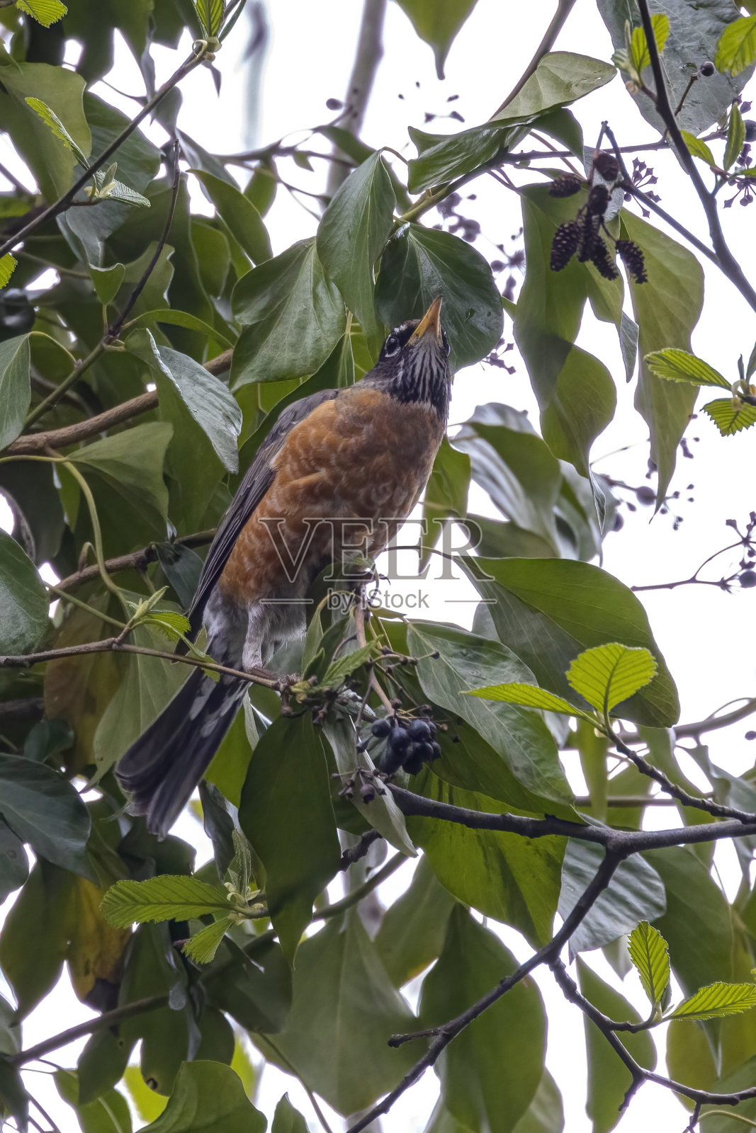 美洲知更鸟正在吃树上的浆果照片摄影图片