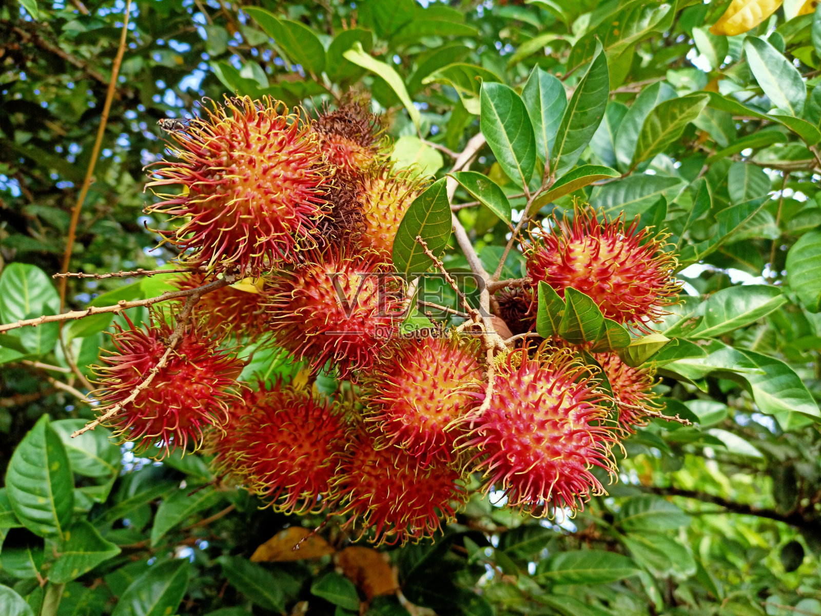 红毛丹水果的背景照片照片摄影图片