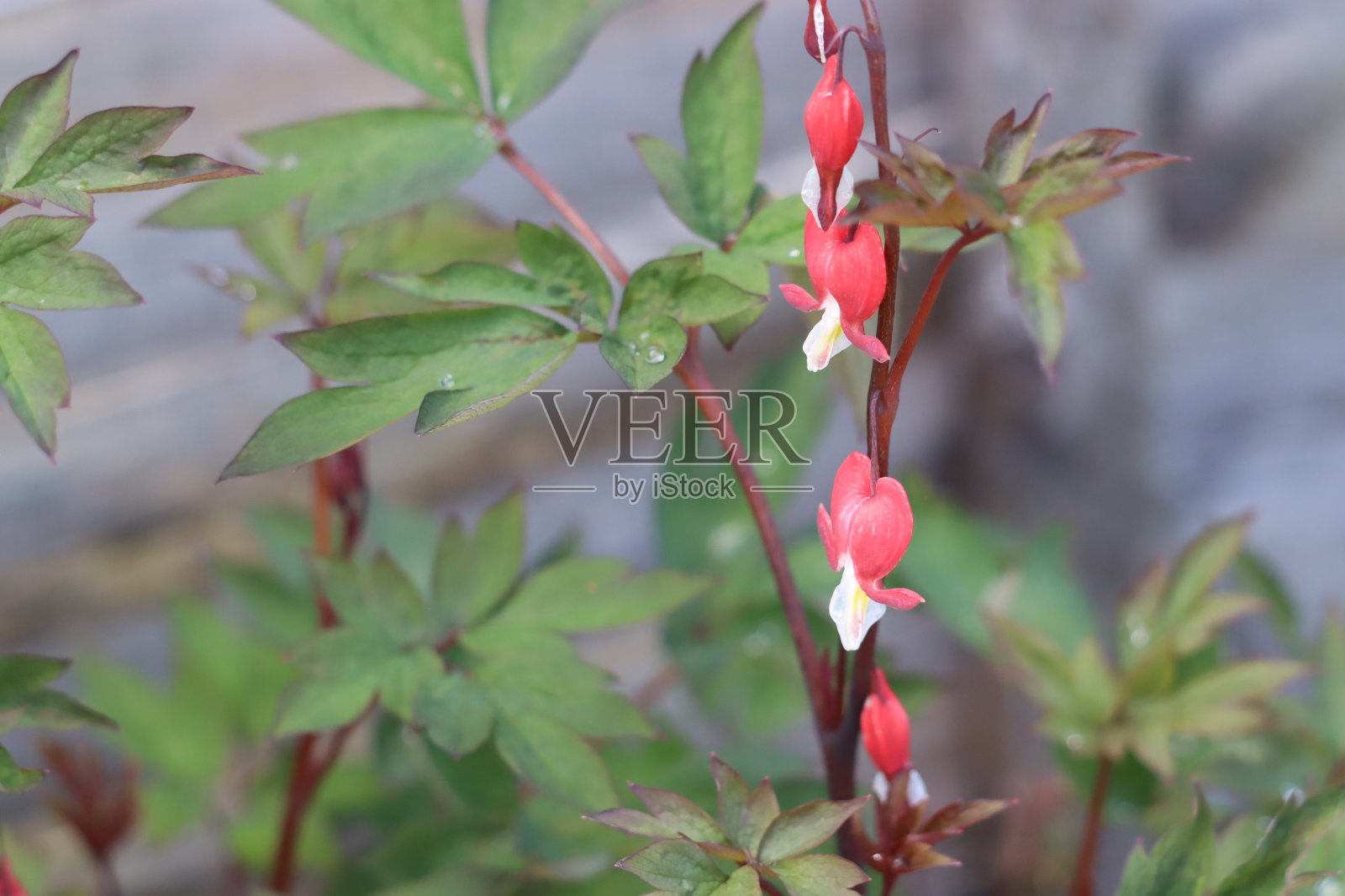 花照片摄影图片