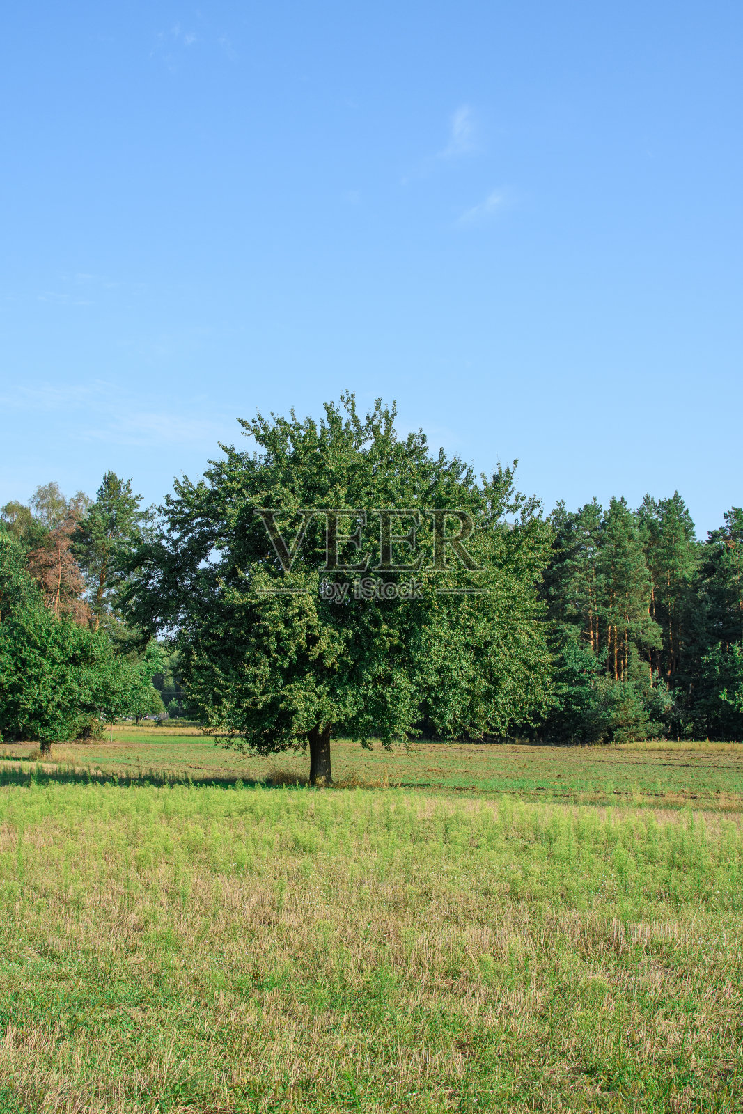 草地中间有棵孤独的树，森林在背后照片摄影图片