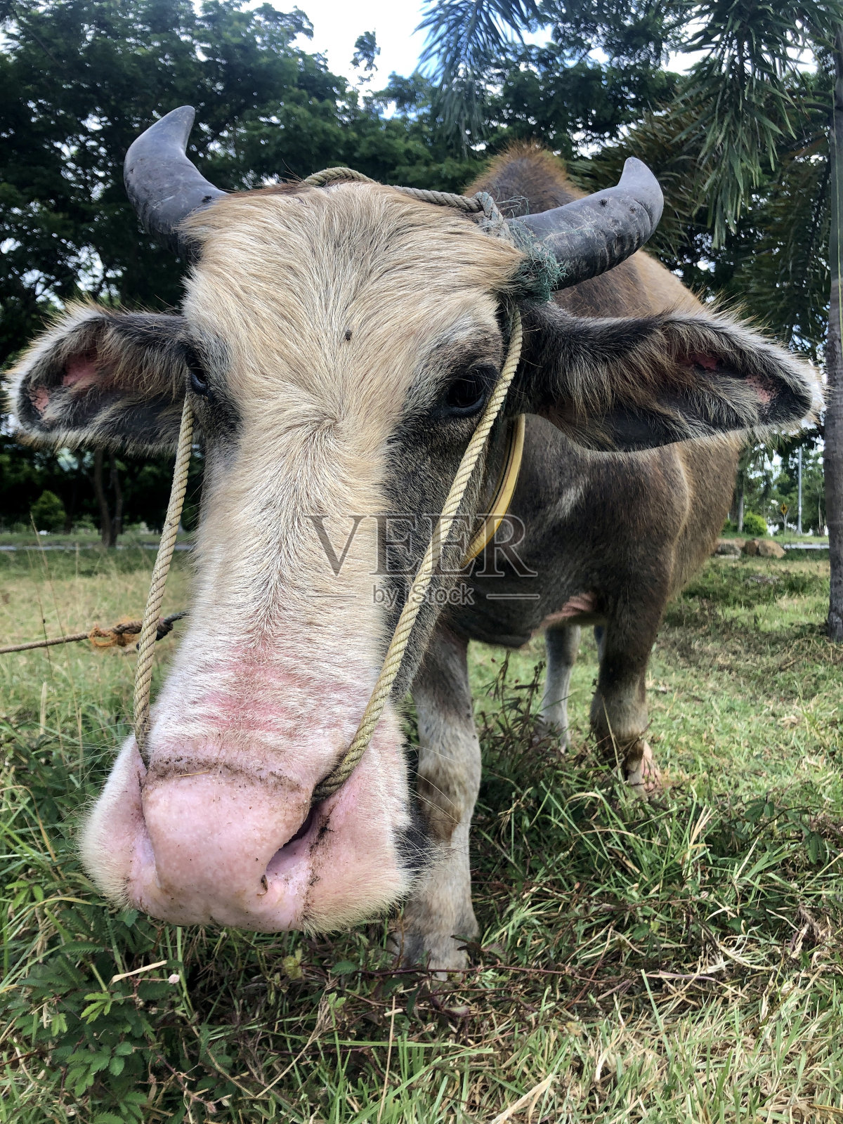 白脸松巴瓦水牛照片摄影图片