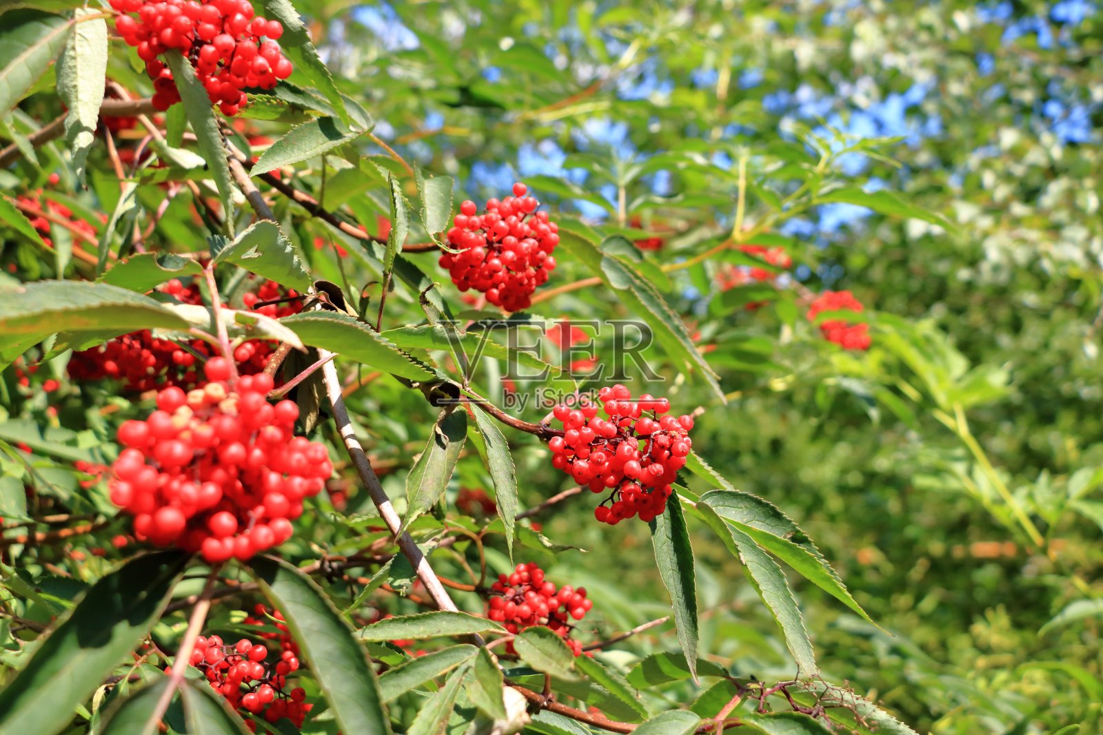 红色的rowan浆果在rowan树枝上，成熟的rowan浆果和绿色的叶子照片摄影图片