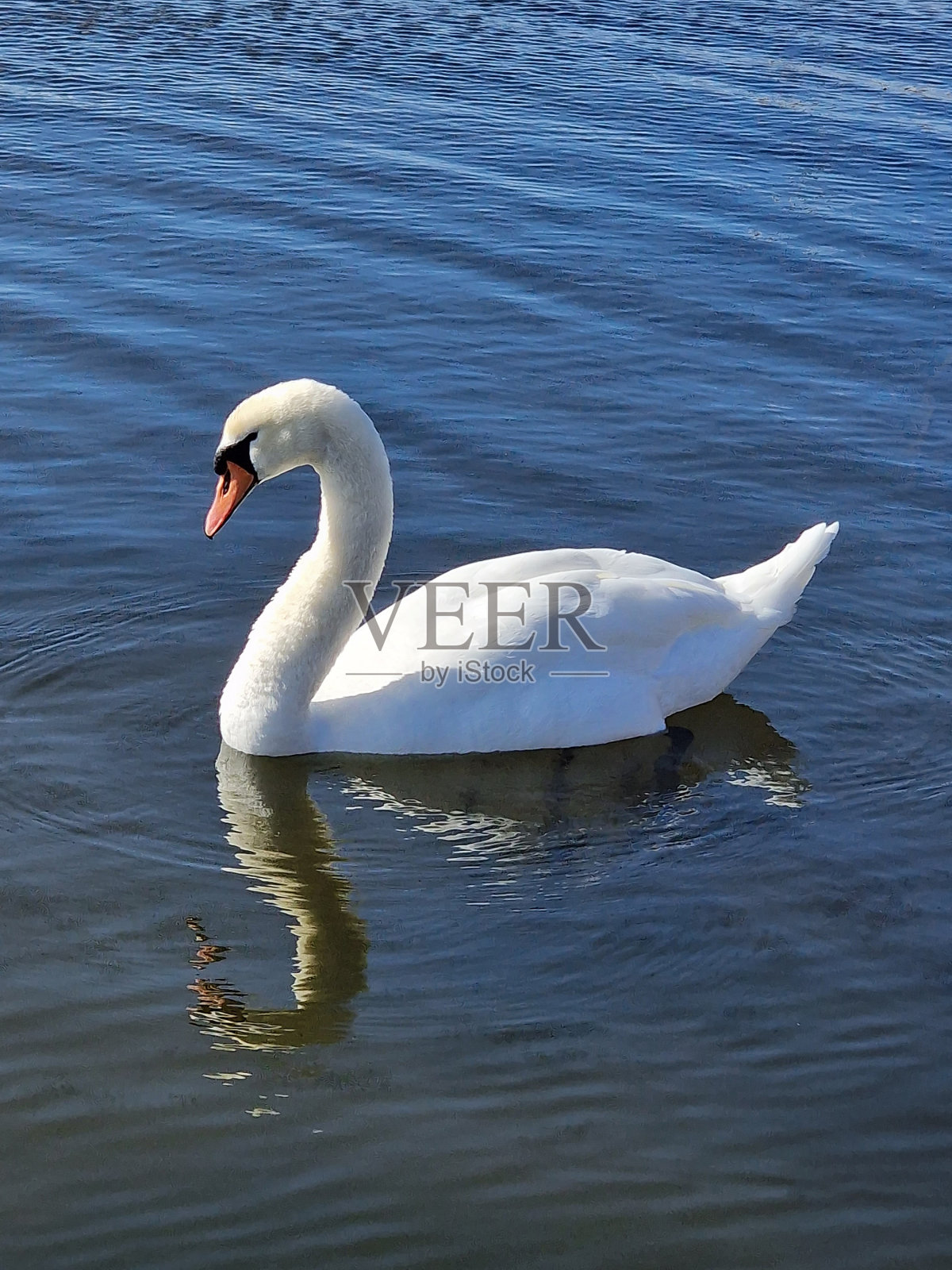 天鹅的歌谣照片摄影图片
