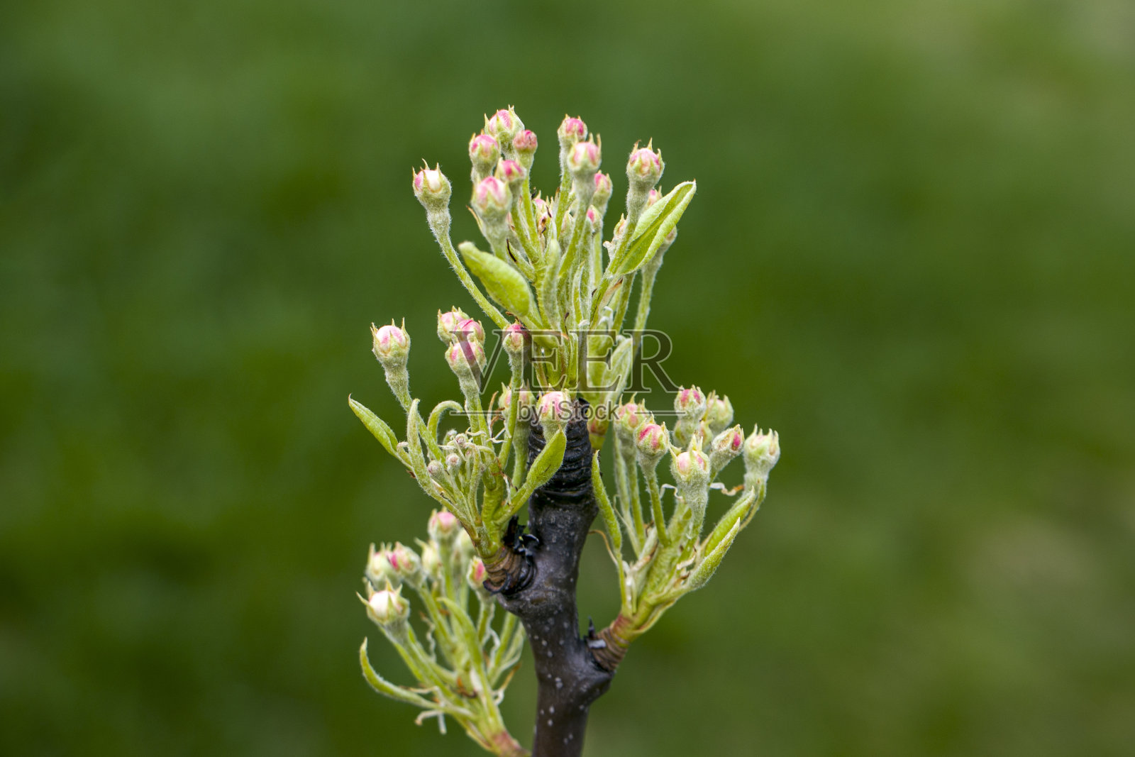 梨树枝上未开放的花蕾。照片摄影图片