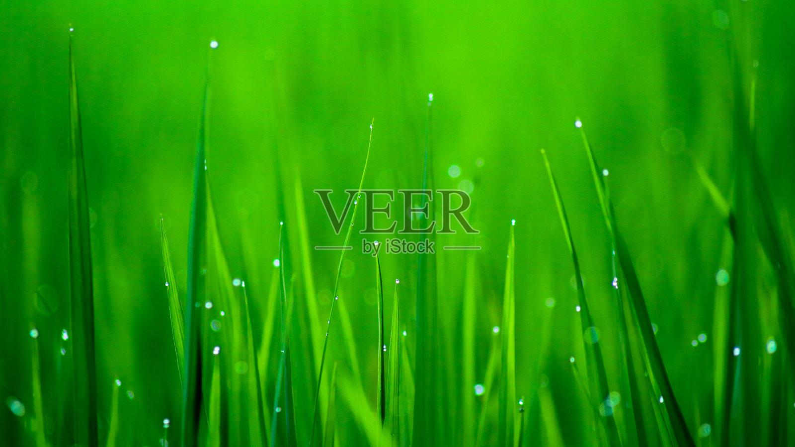 稻田里的绿色水稻照片摄影图片