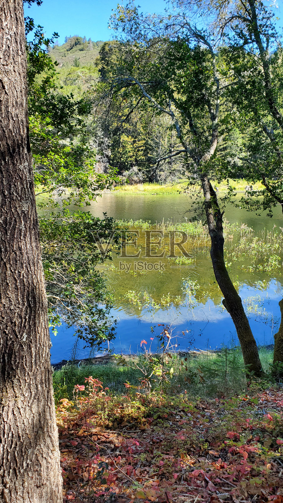 湖泊和树木照片摄影图片