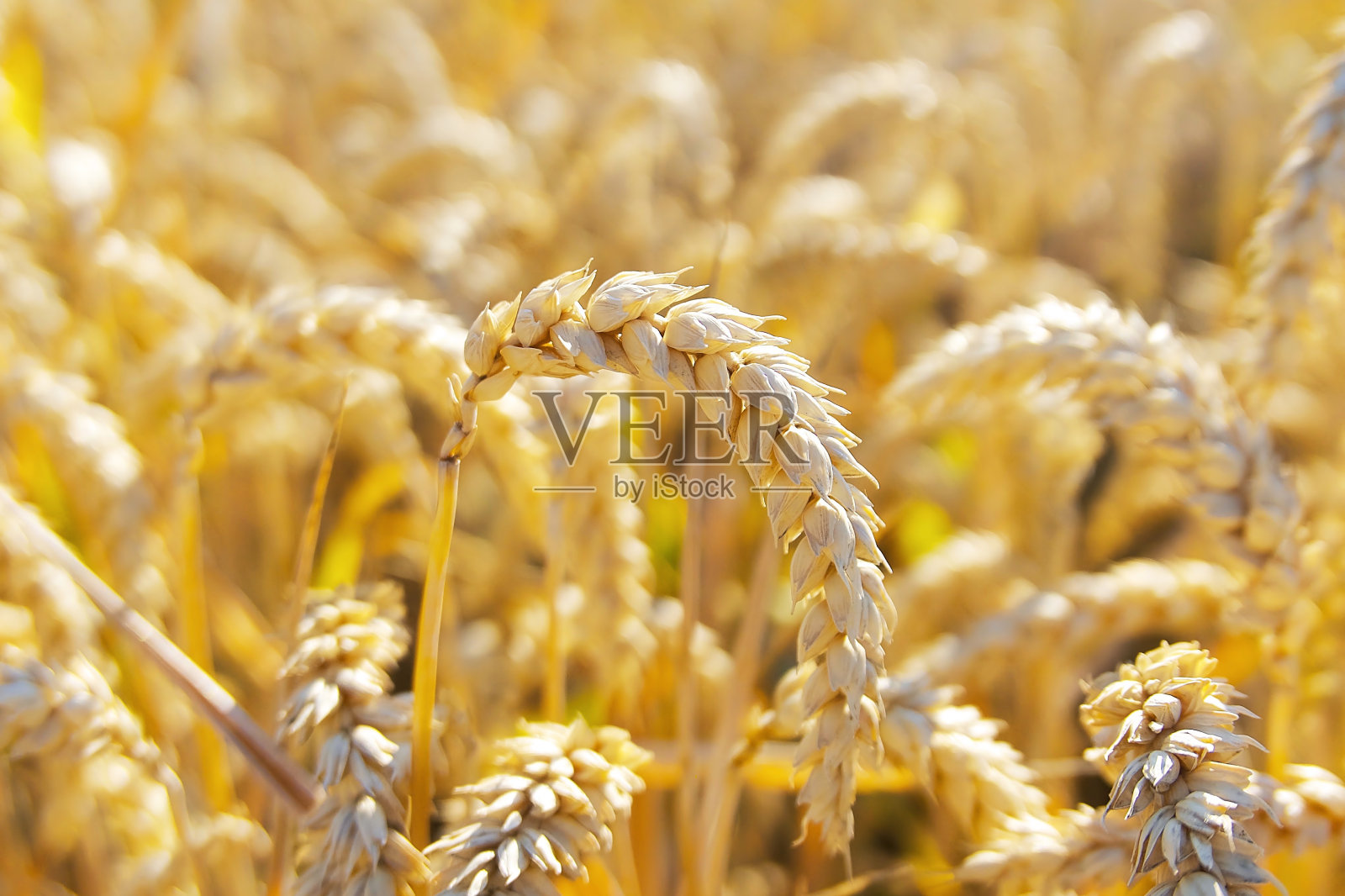 田野里成熟的麦穗照片摄影图片