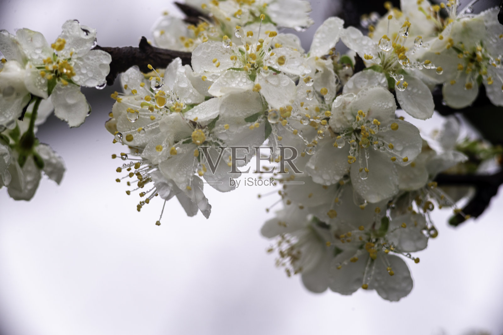 美丽的春天背景与梅花白色的花朵盛开宏观的天空升起李子树花园雨水滴柔焦点叶蓝色。照片摄影图片