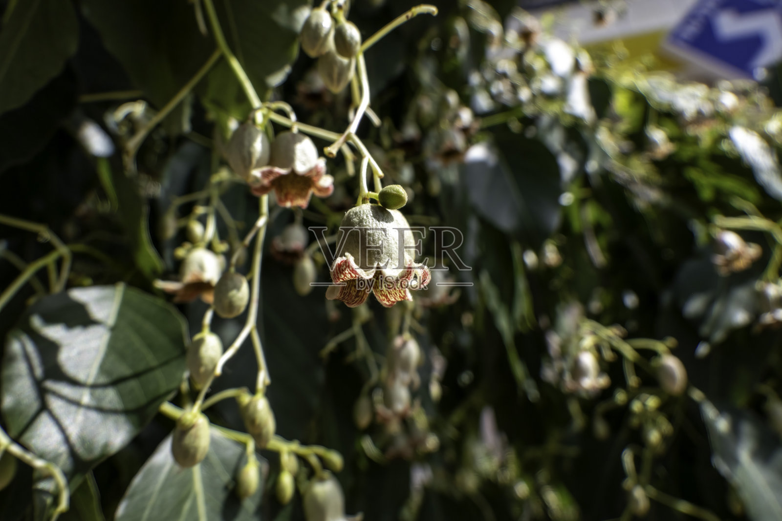 瓶子树的钟形花朵特写照片摄影图片