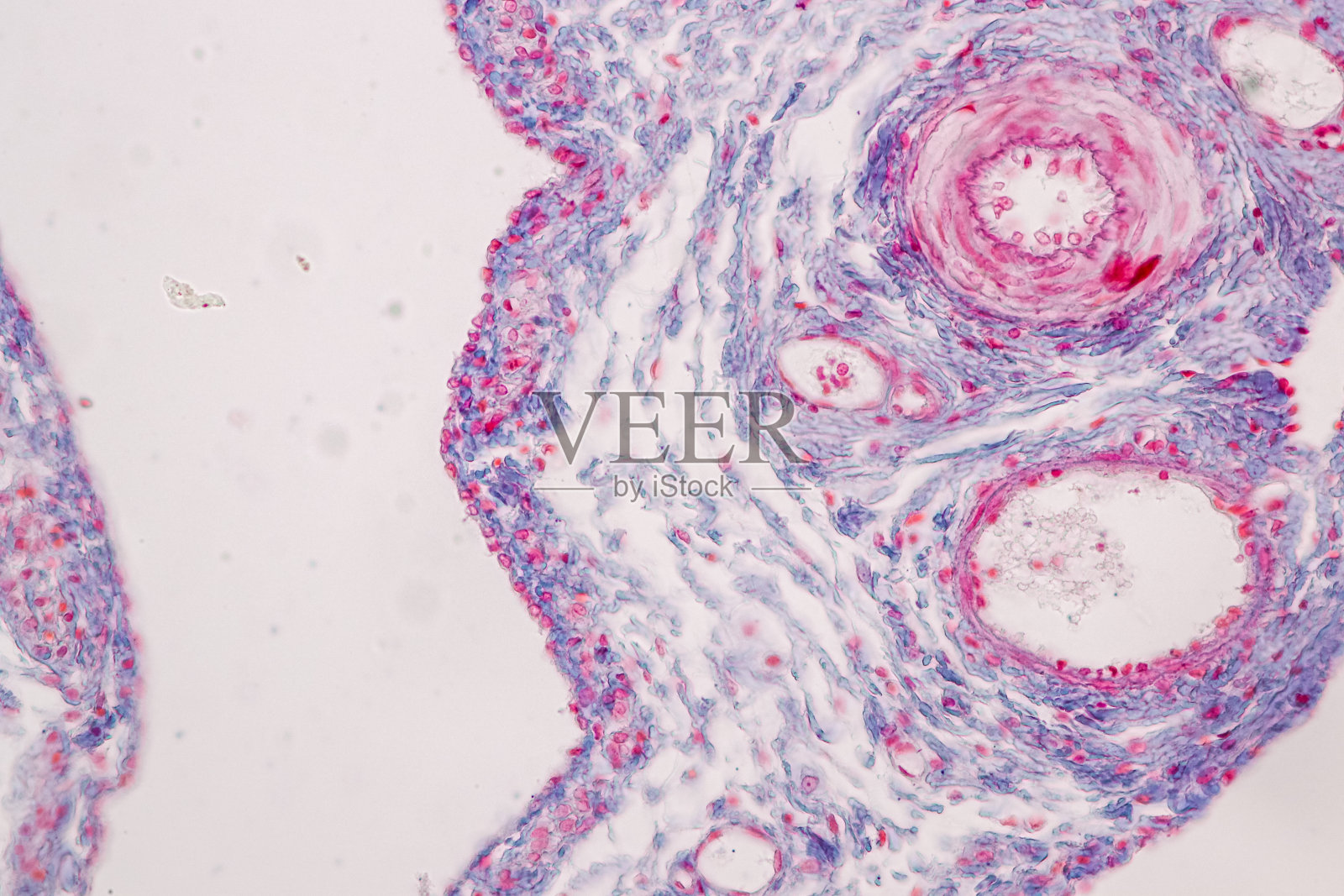 显微镜下人子宫、人输卵管、人胎盘和人脐带的组织学观察。照片摄影图片